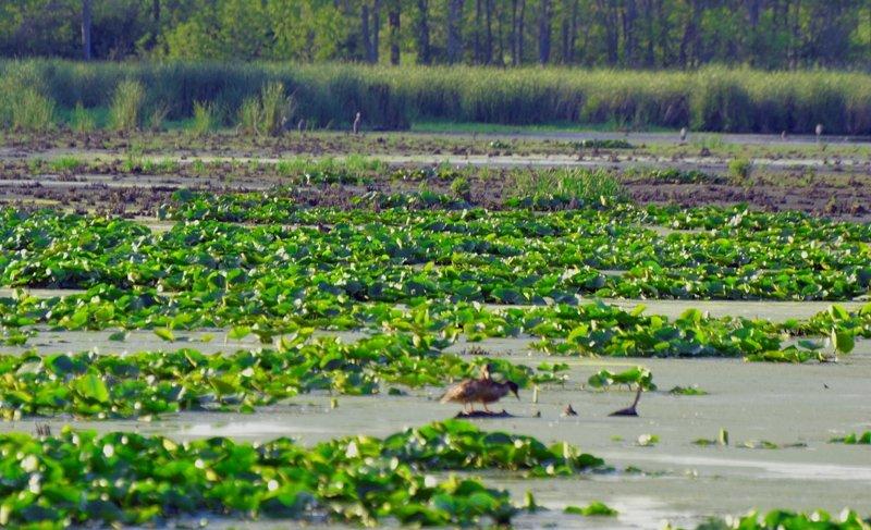 Lynde Shores Conservation Area