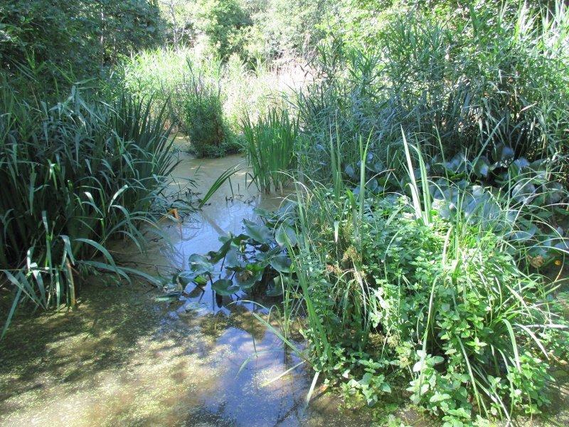 Camley Street Natural Park