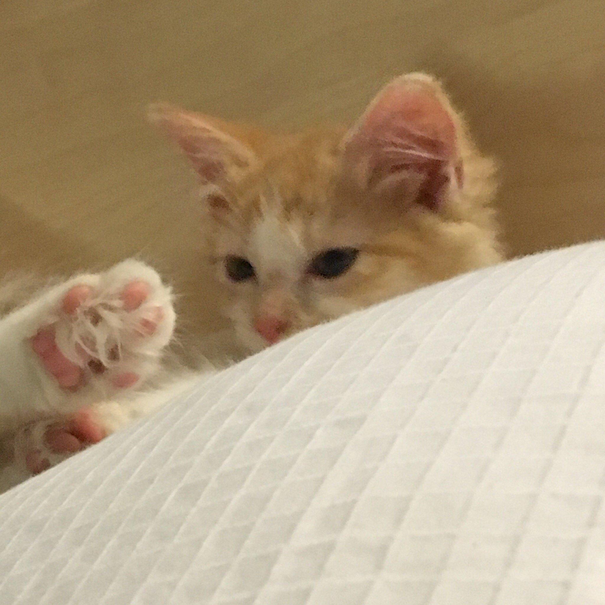 Photo by cookielover1933