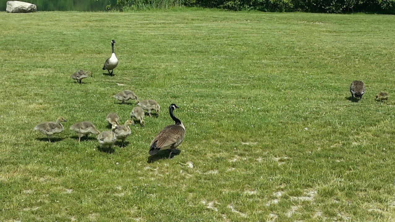 Elizabeth Park Marina