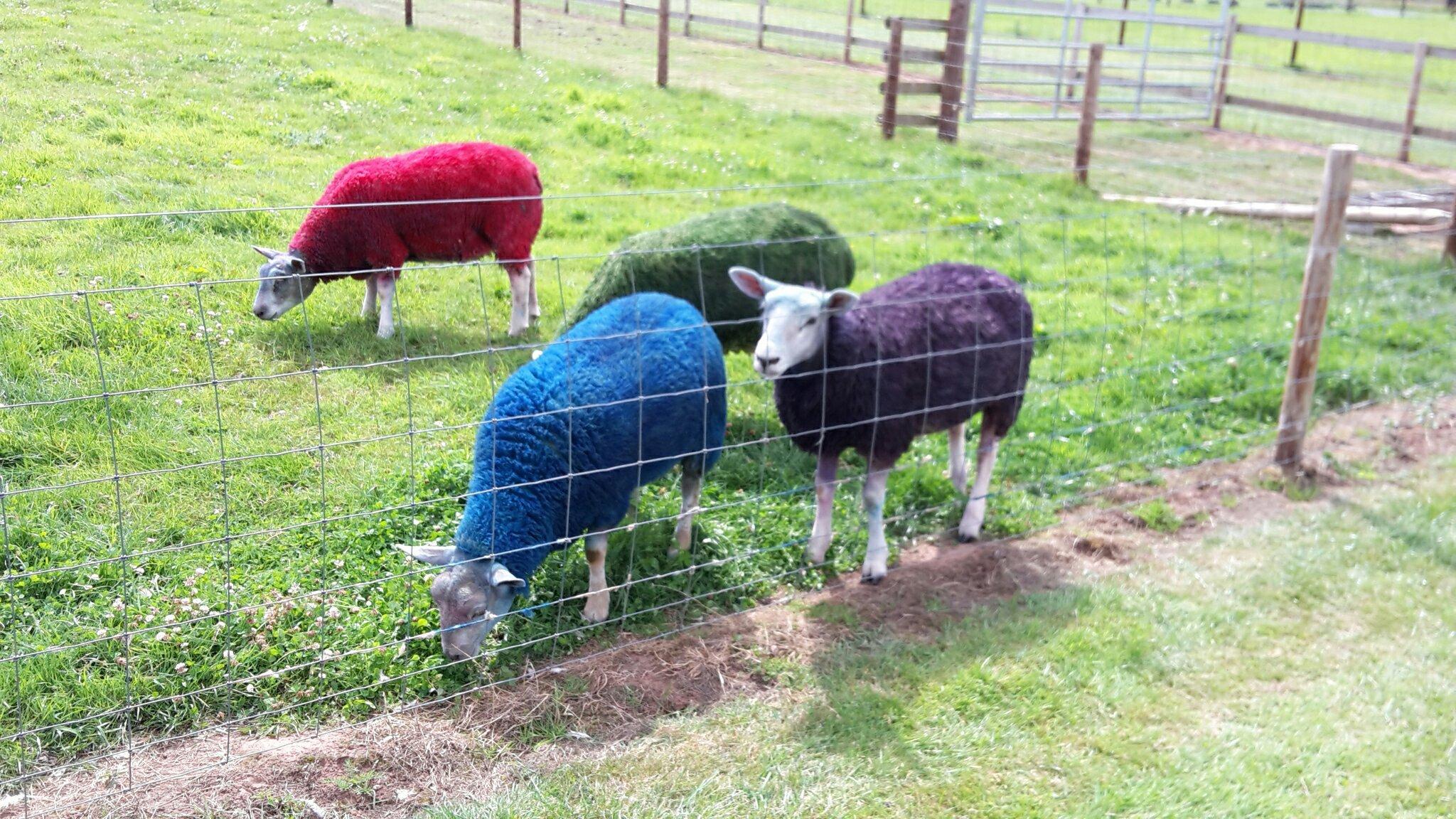 Little Owl Farm Park