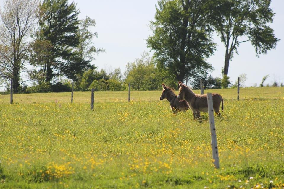 Asinerie Les Anes en Culotte