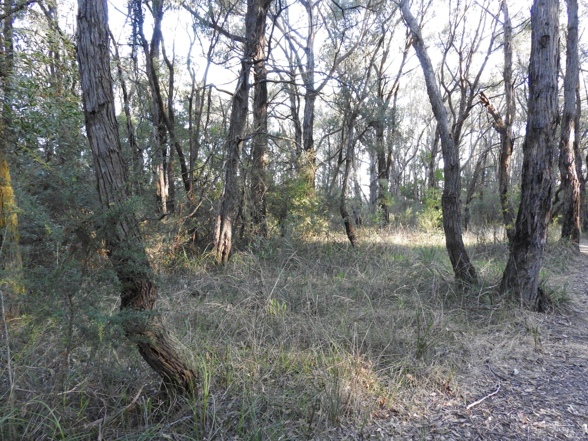 Ollerton Avenue Bushland Reserve