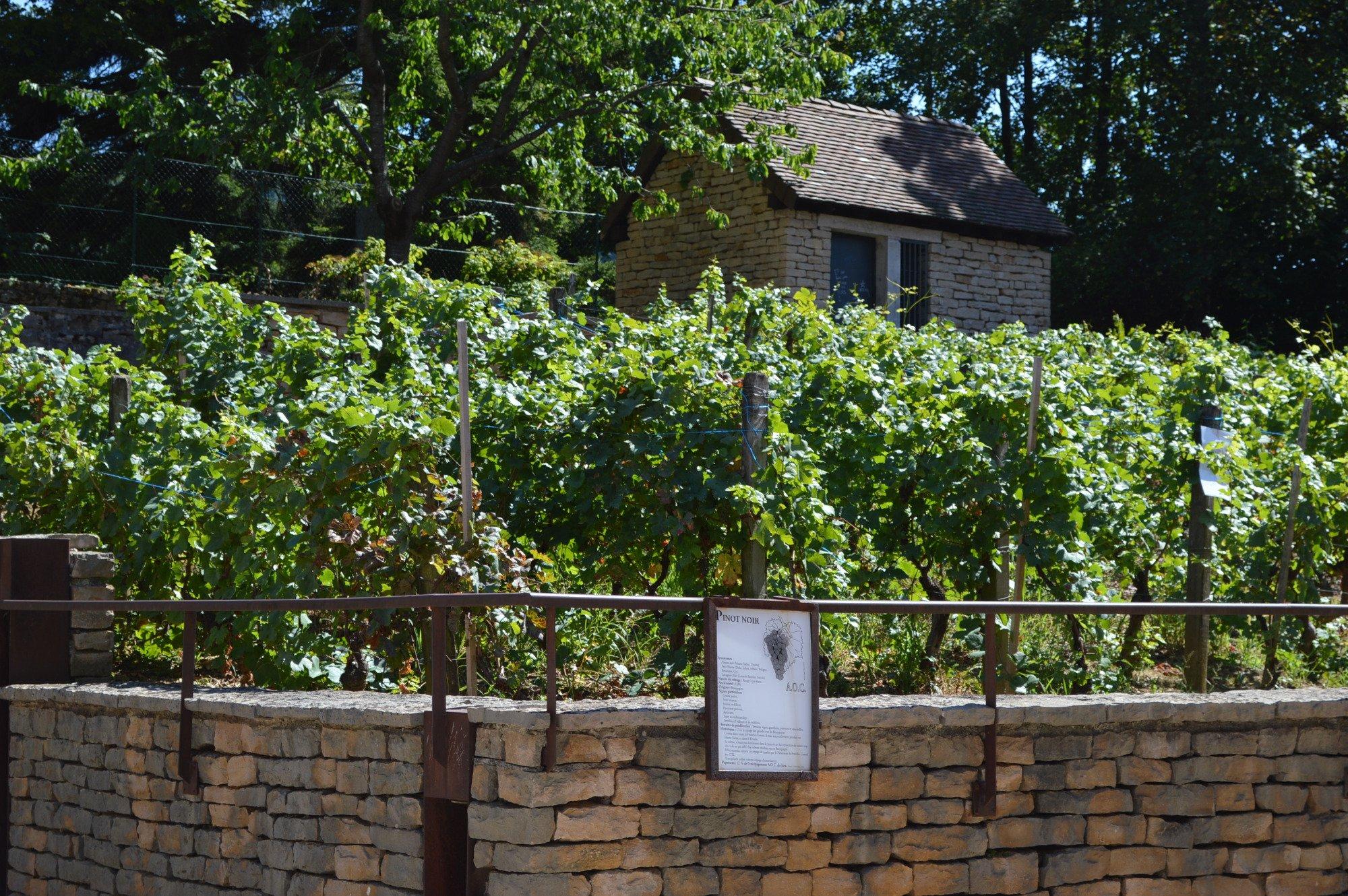 Le Chemin des Vignes