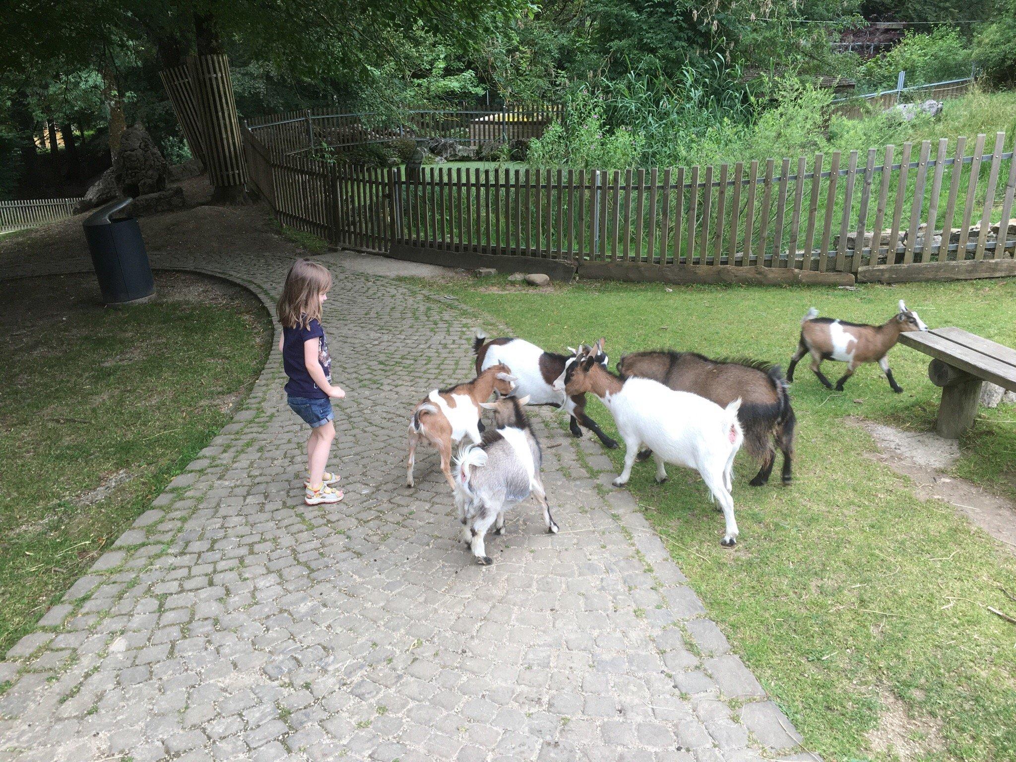 MUZOO - Zoo du Bois du Petit-Château