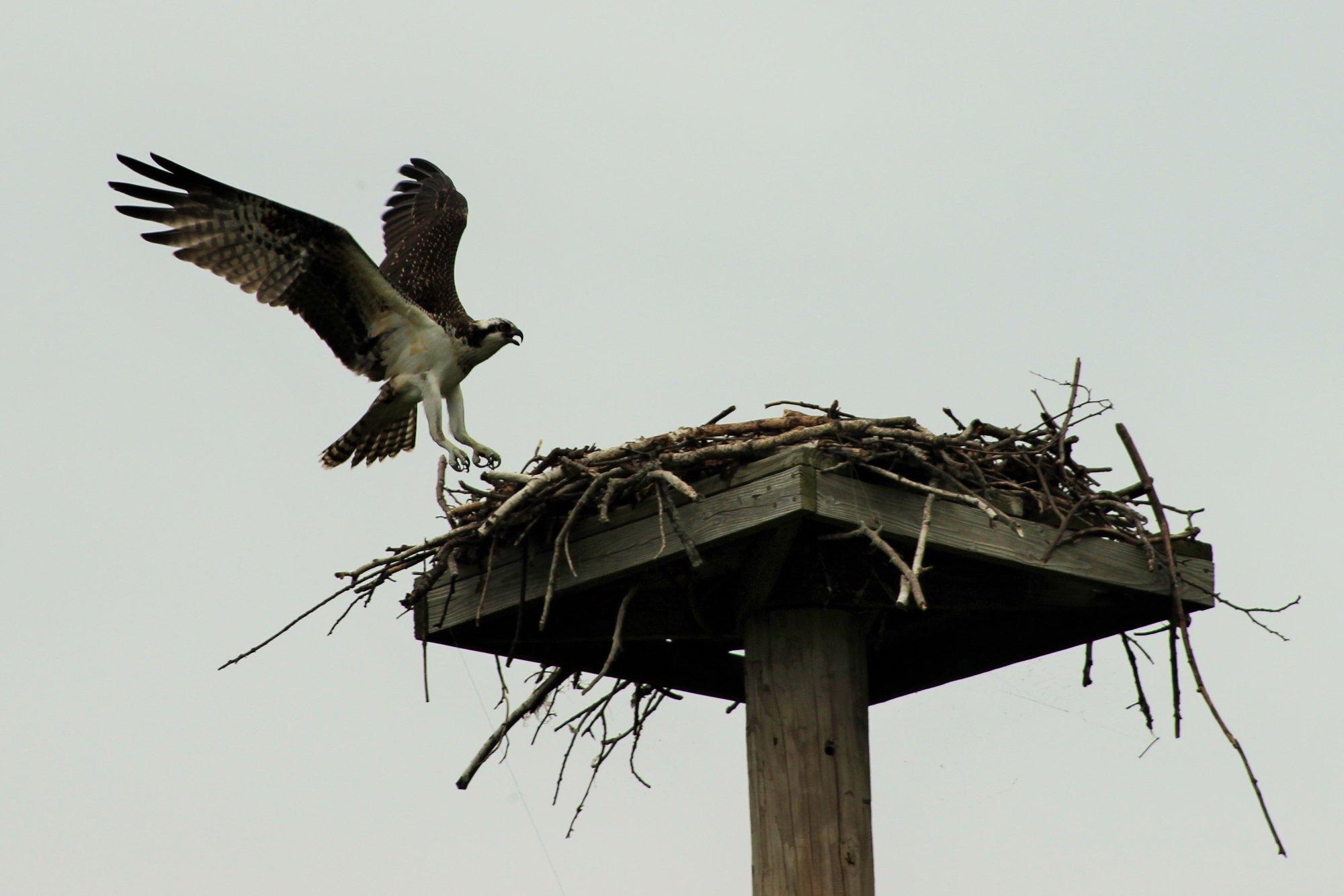Edith G. Read Wildlife Sanctuary