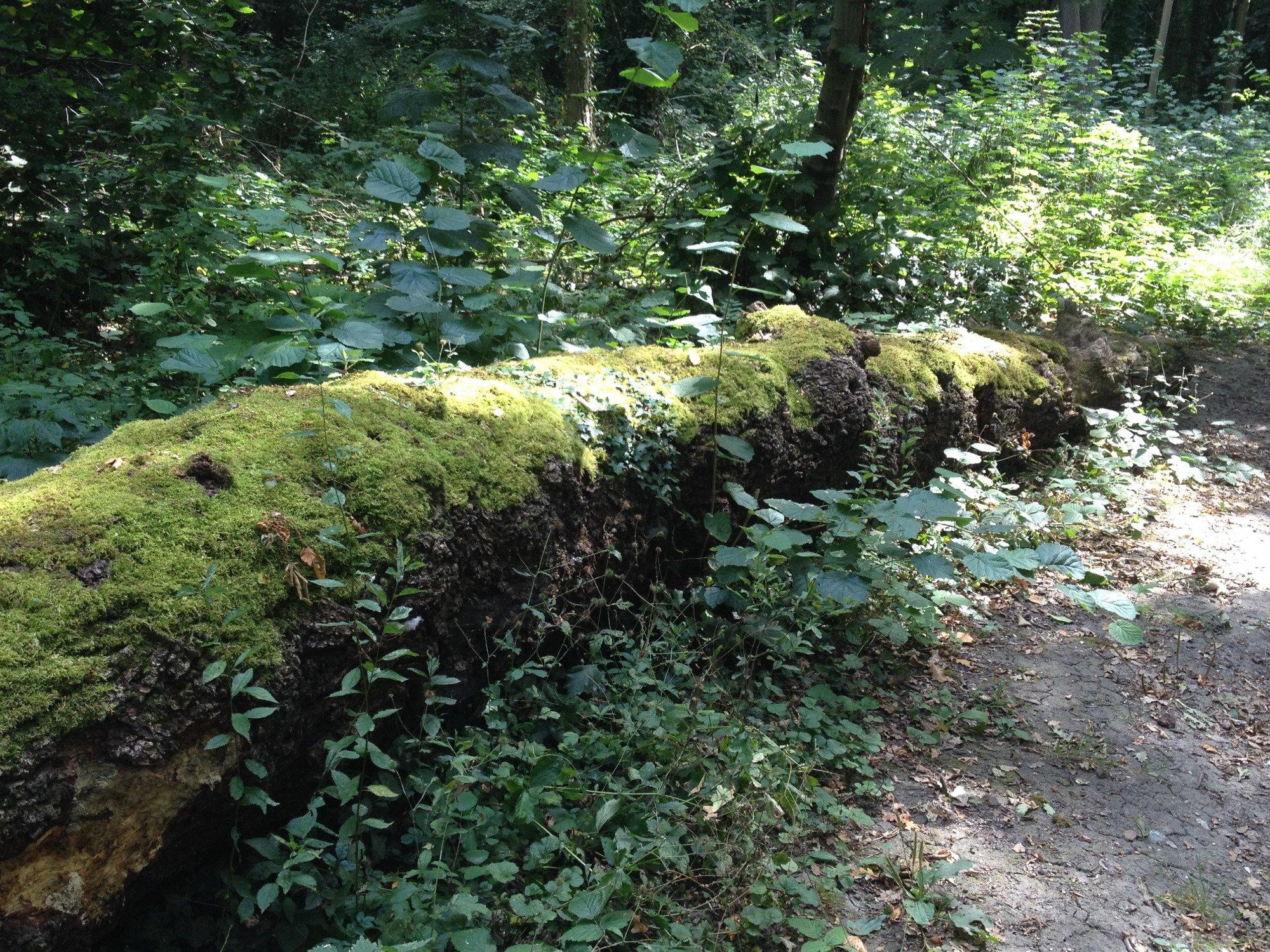 Hangman's Wood