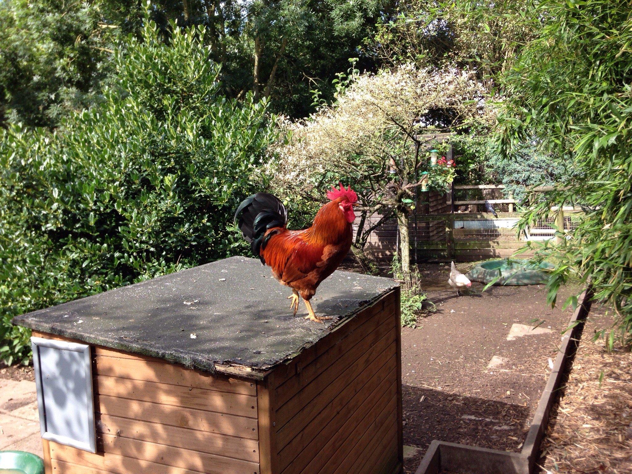 British Wildlife Rescue Centre