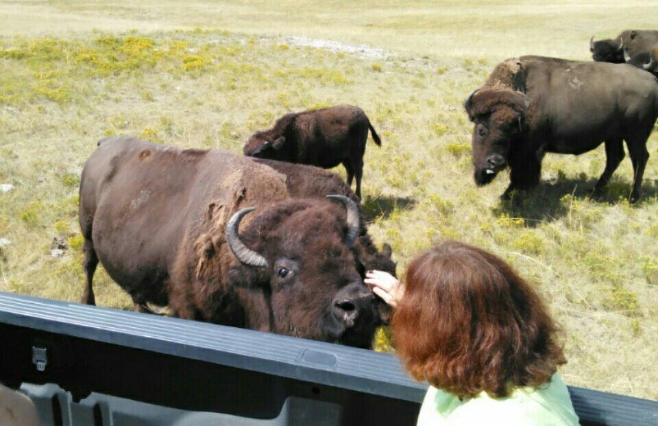 Rocky Hollow Buffalo Company