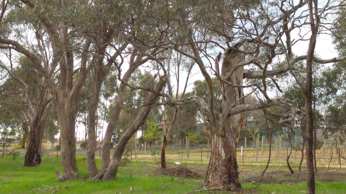 St Ignatius Vineyard