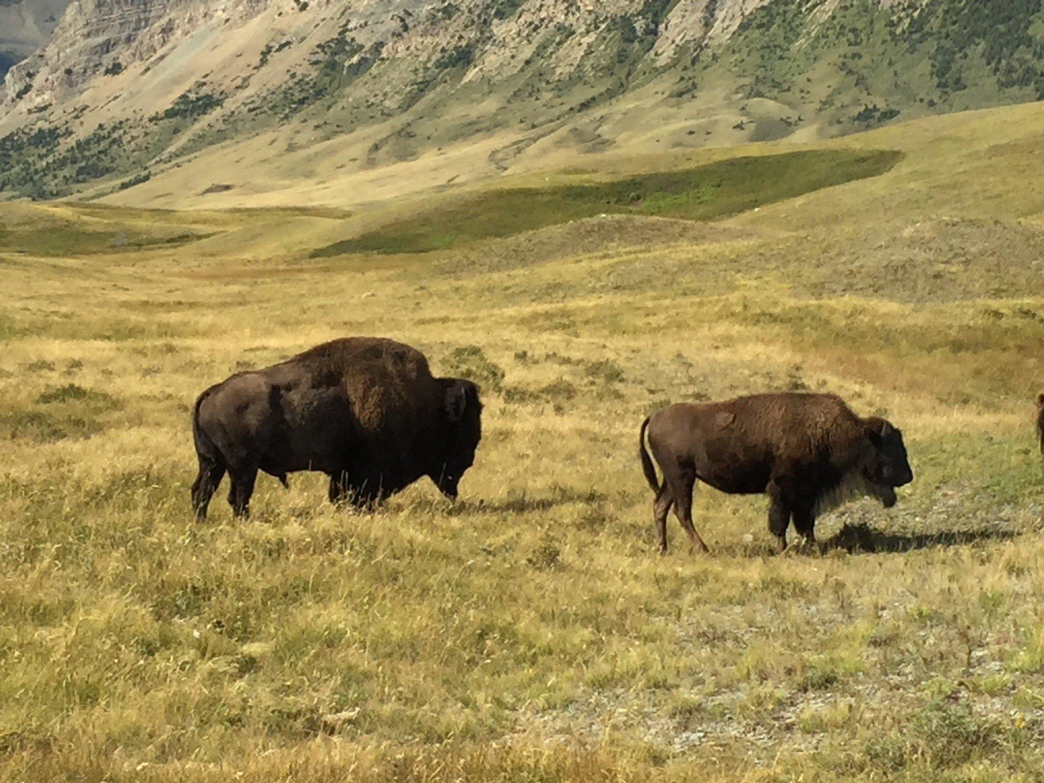 Bison Paddock Loop Road