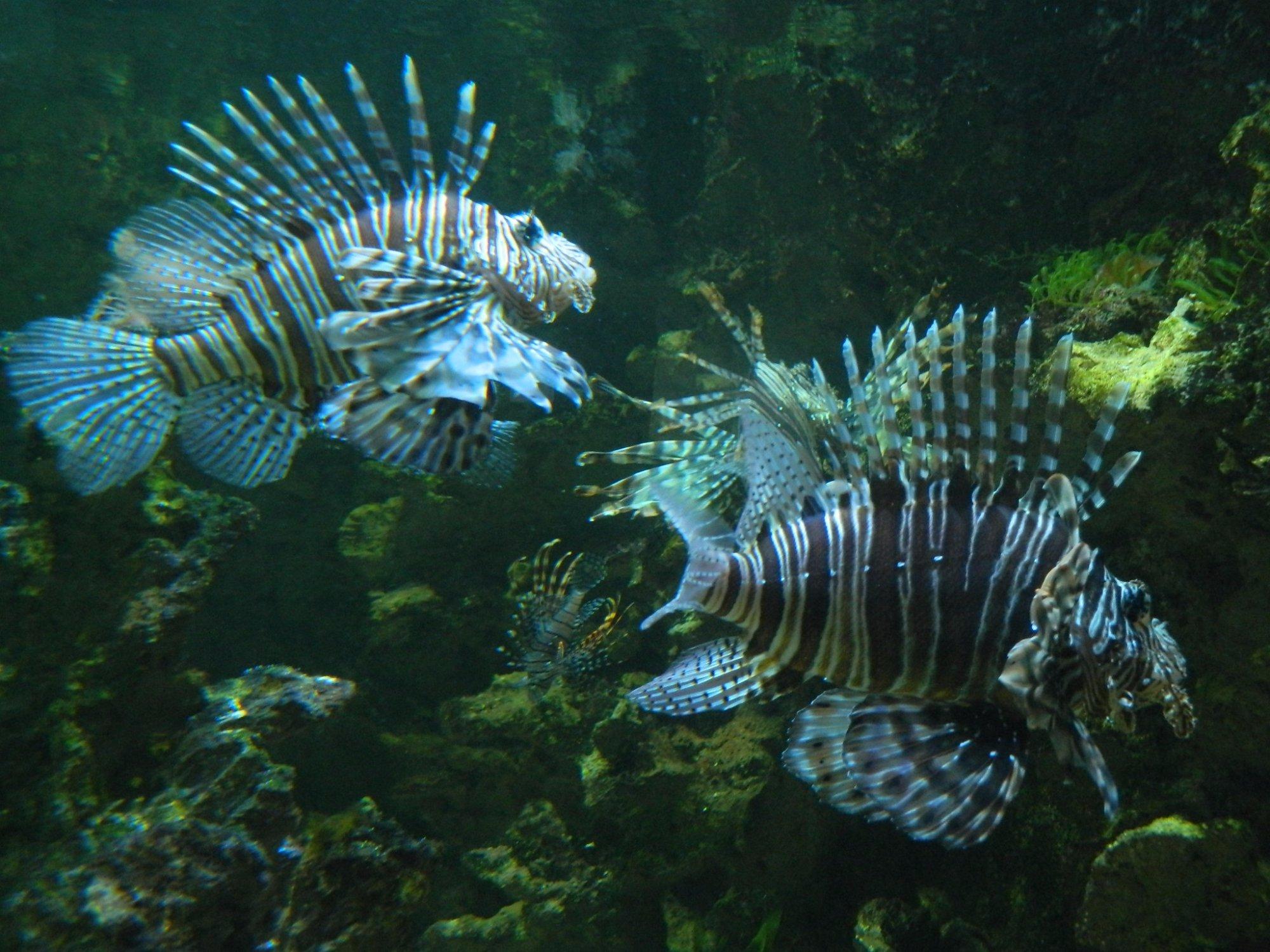 Aquarium du Limousin
