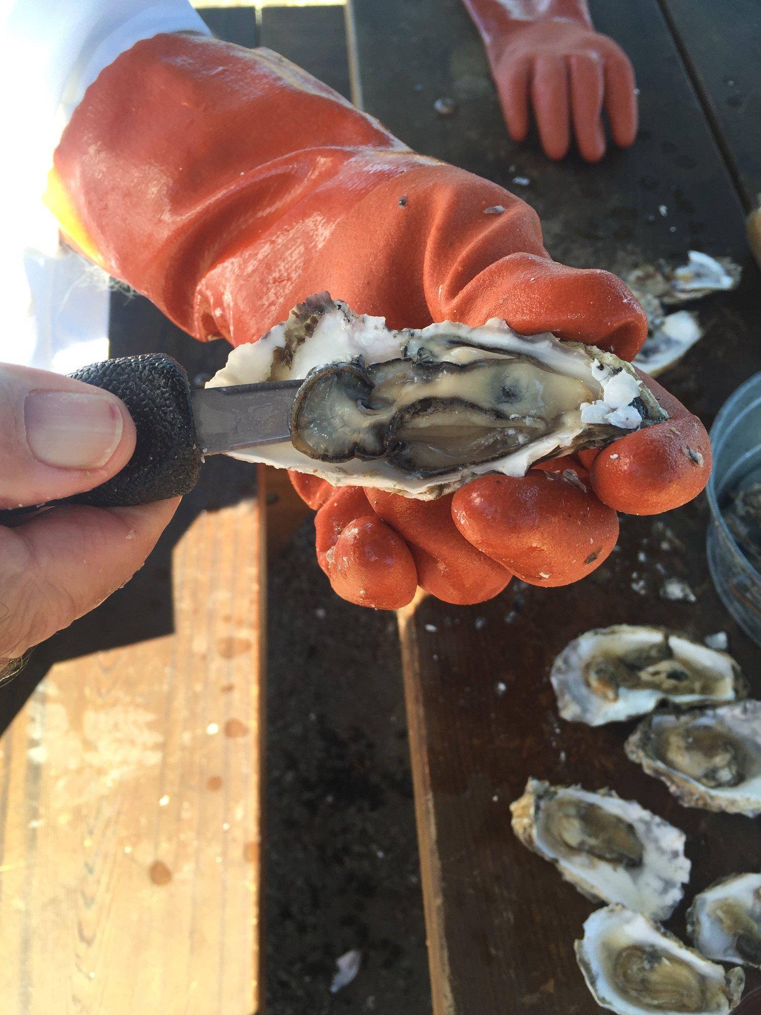 Westcott Bay Shellfish Company