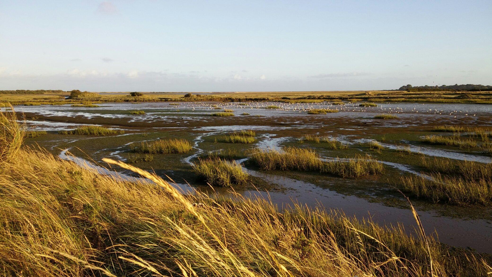 Pagham Harbour Local Nature Reserve