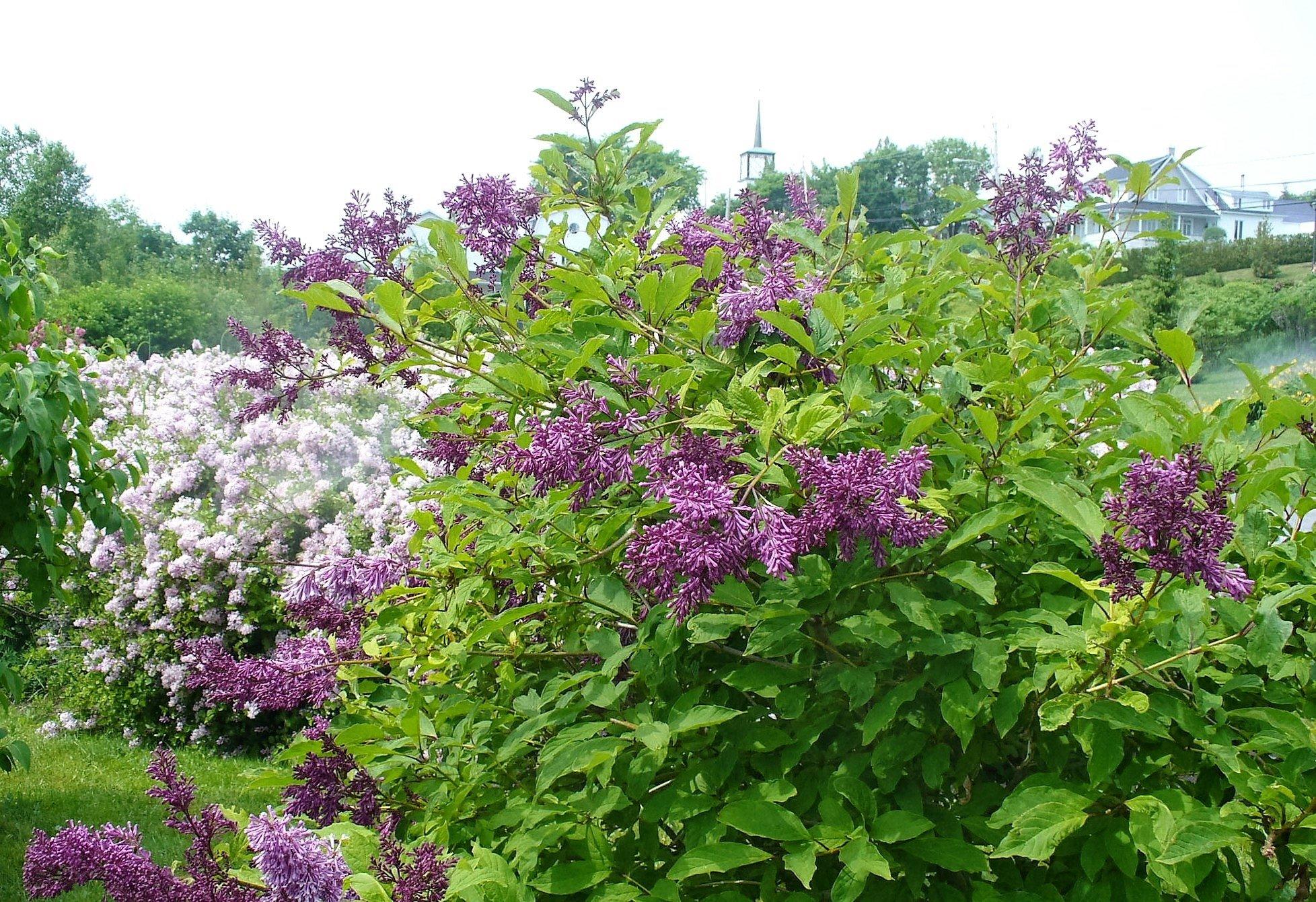 Les Jardins du Cap à l'Aigle