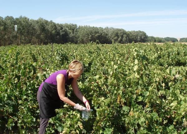 Bodega Liberalia Enológica