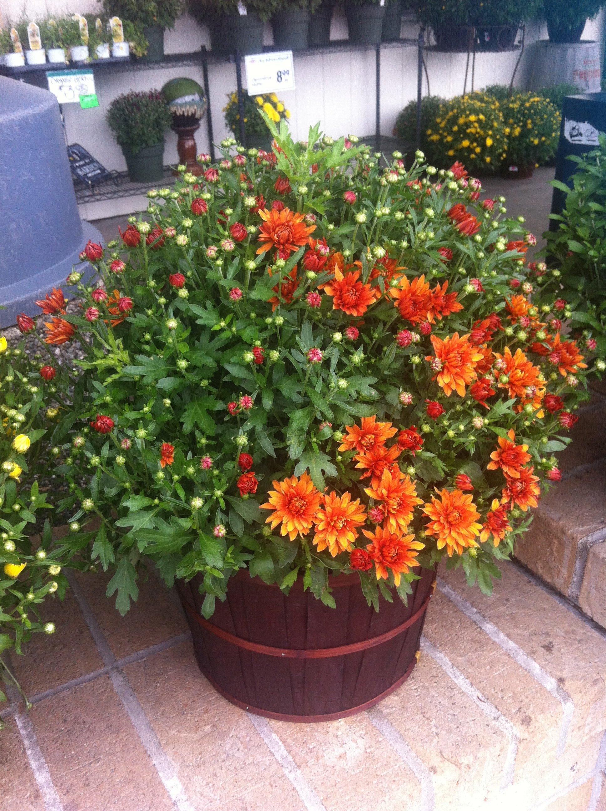 Photo by DoloresJacoby