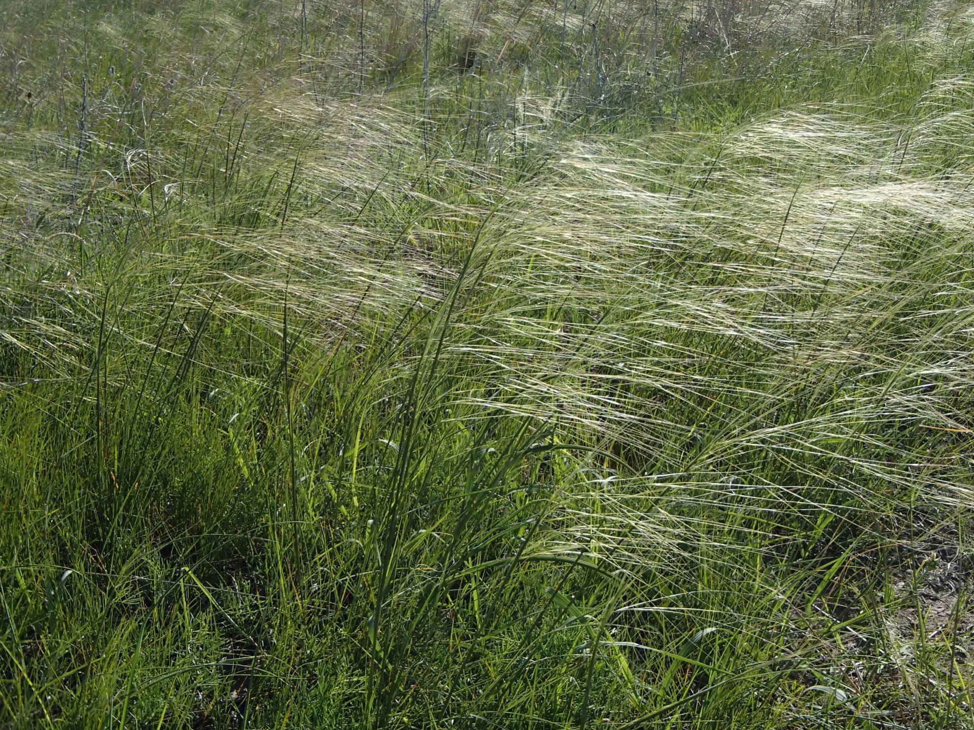 Samuel R. McKelvie National Forest