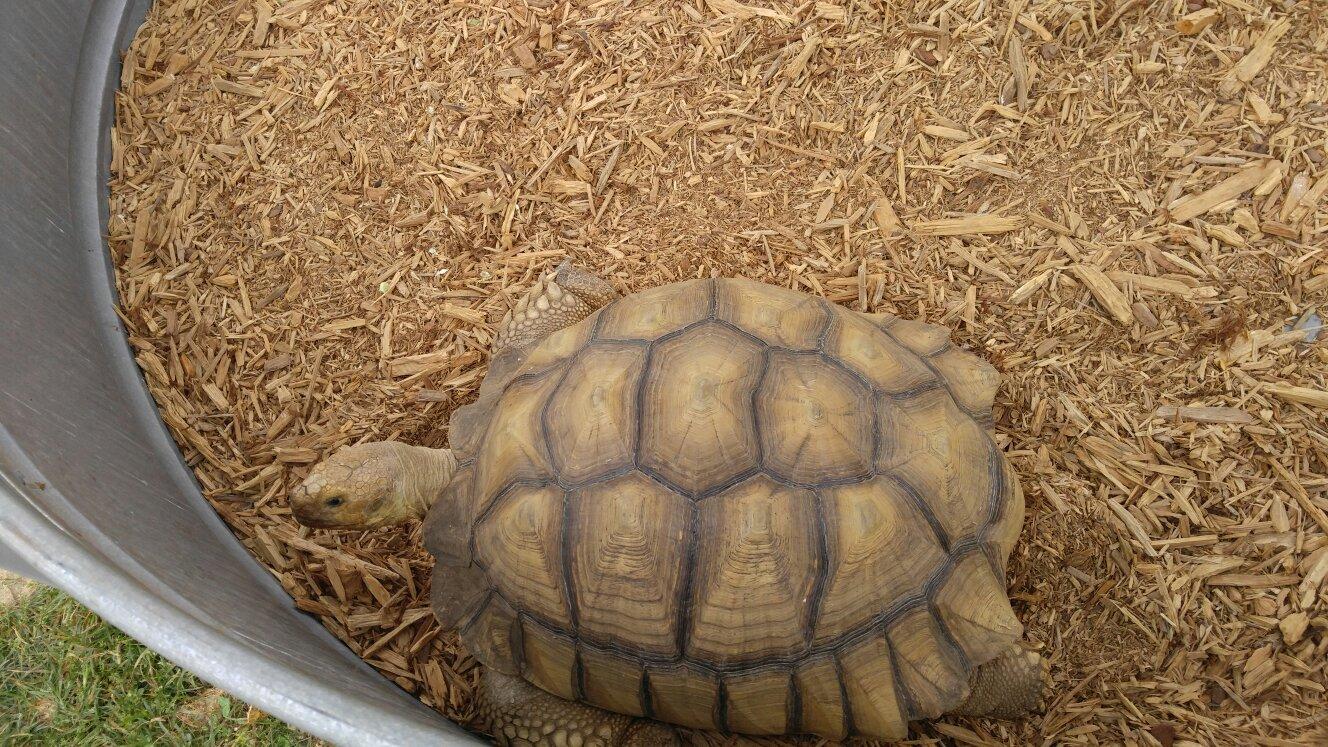Fort Chiswell Animal Park