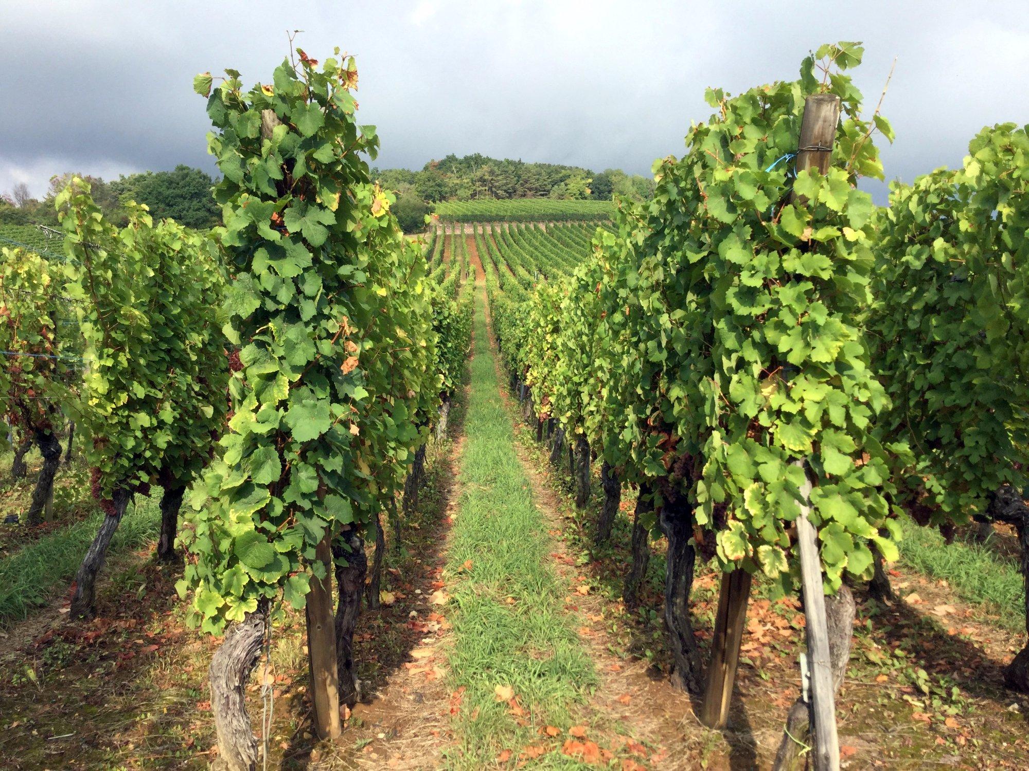 Vin d'Alsace HORCHER