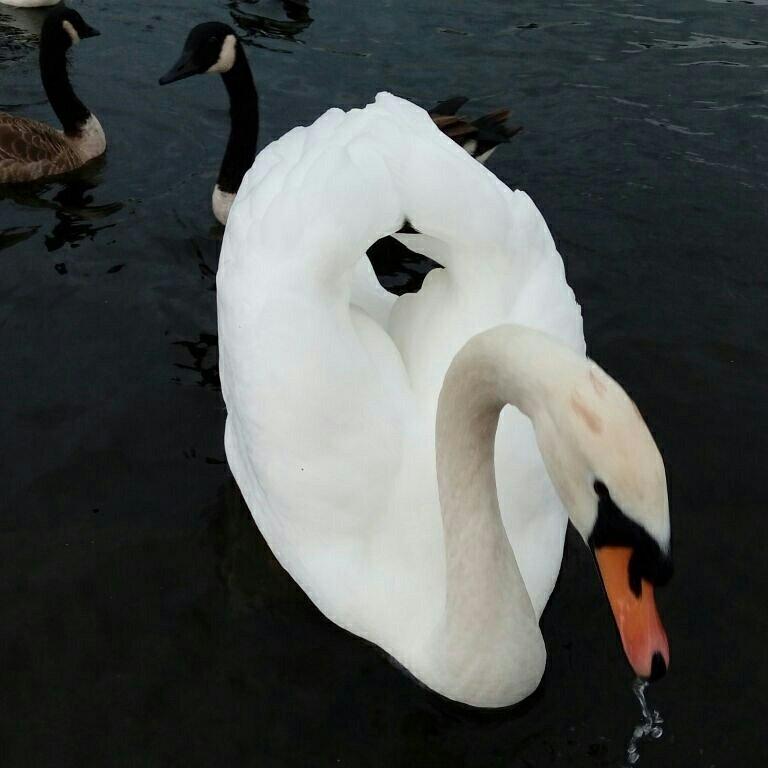 Woogo - Kensington Palace