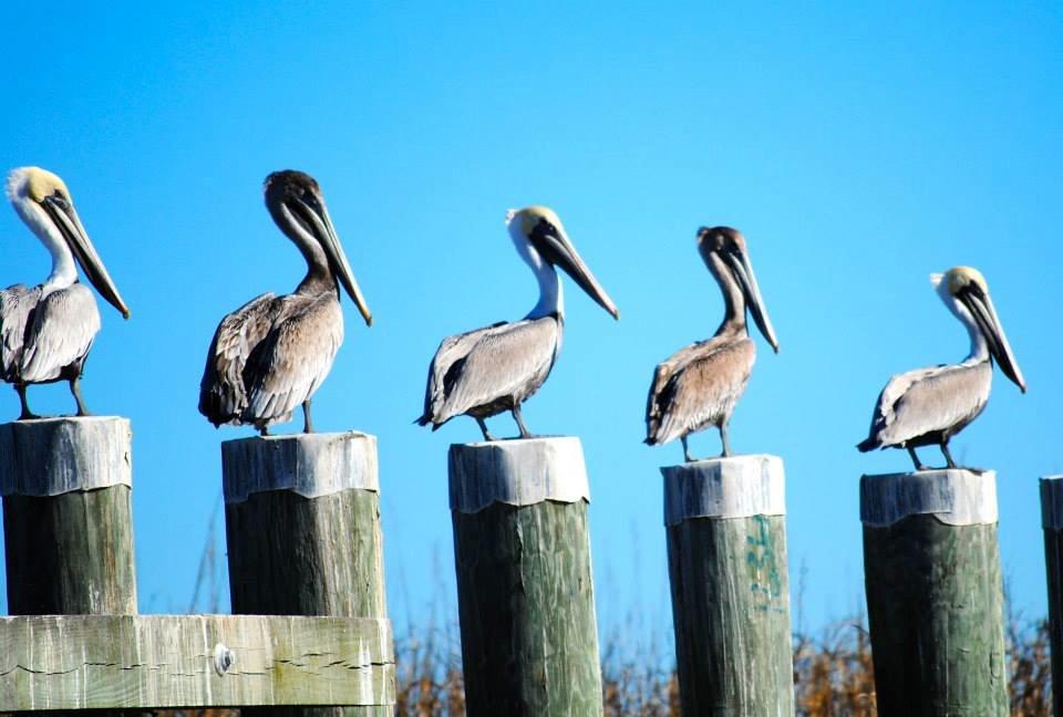 Louisiana Marsh Adventures