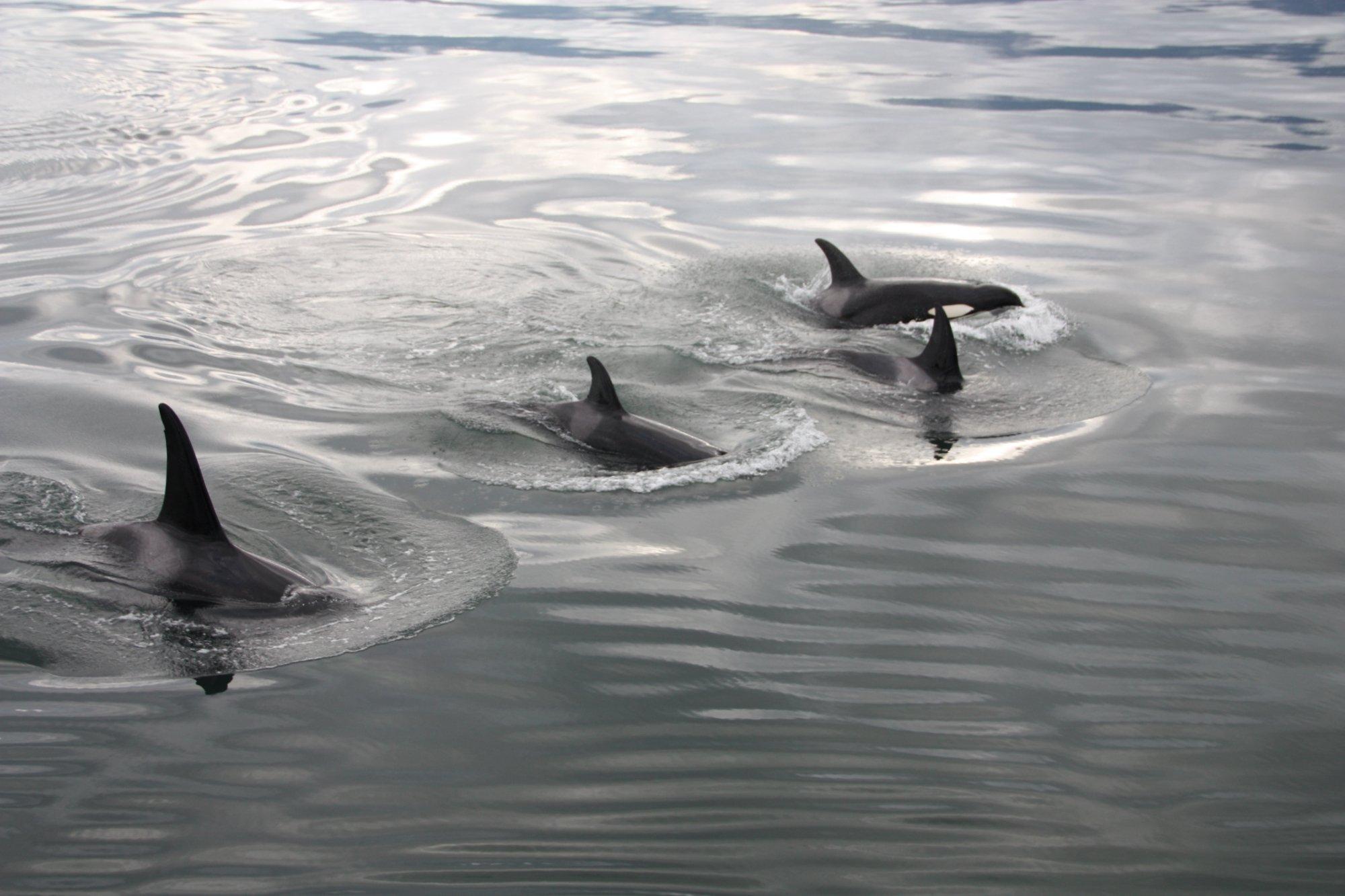 Photo by Chipmunk_Cheeks27