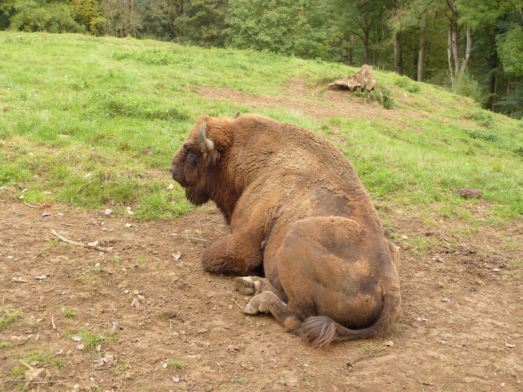 Wildpark Hundshaupten