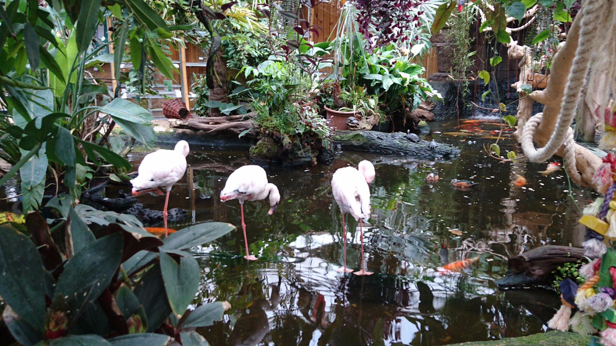 Avonturia De Vogelkelder