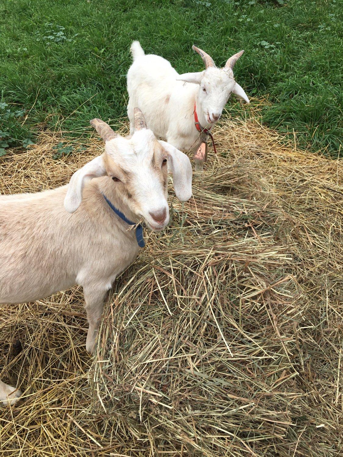 Swissland Miniature Golf