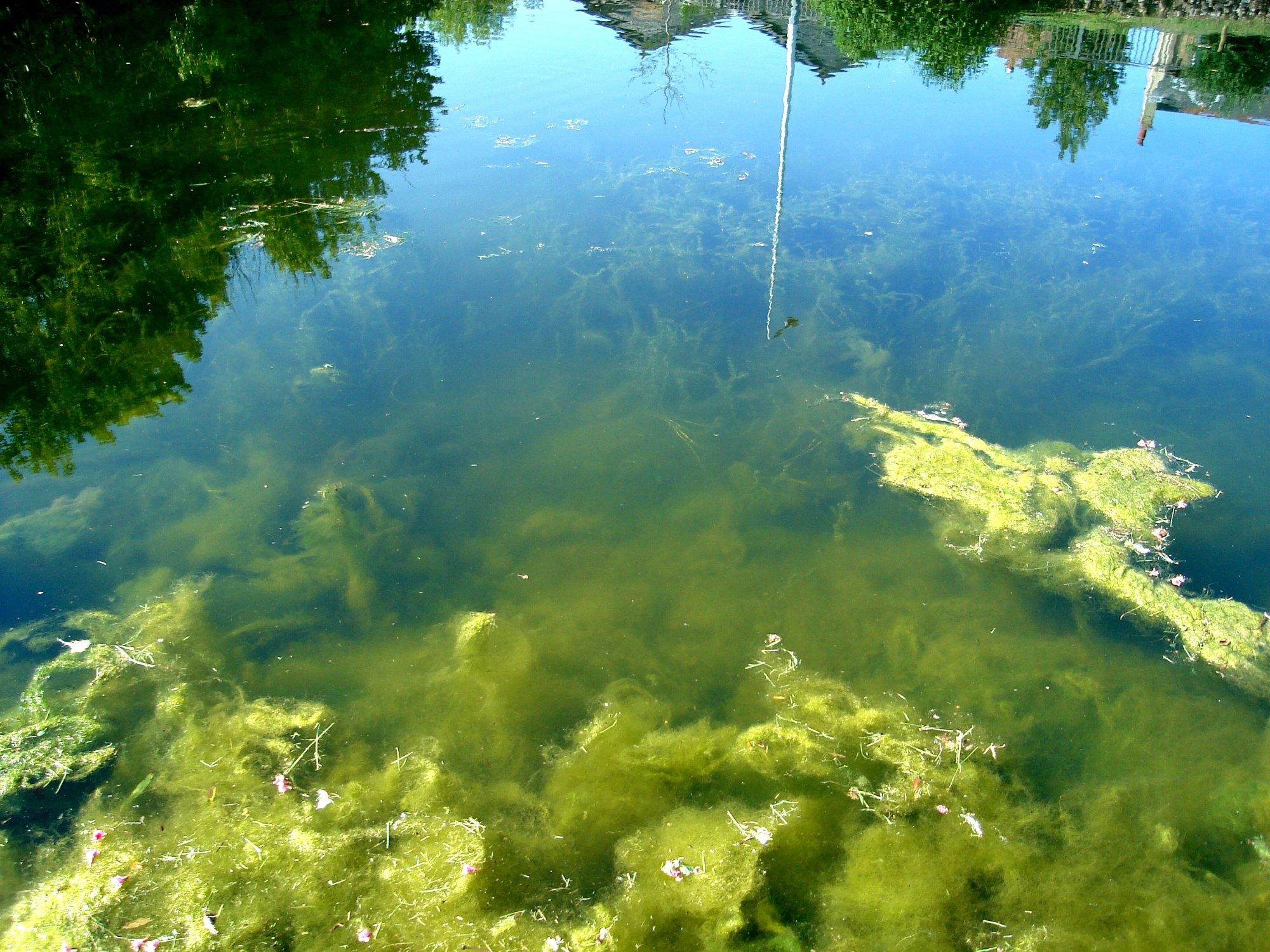 Royal Military Canal Rowing Boat Hire