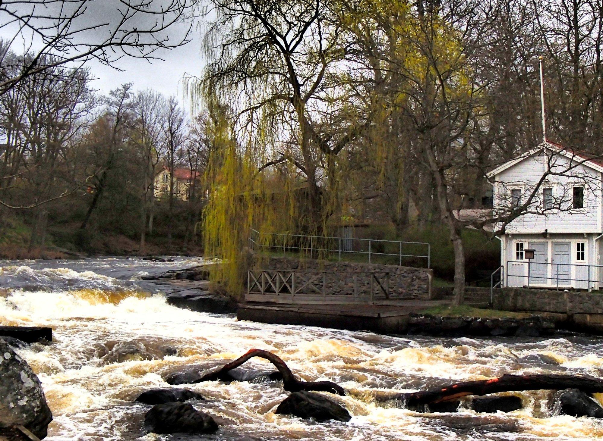 Morrums Kronolaxfiske