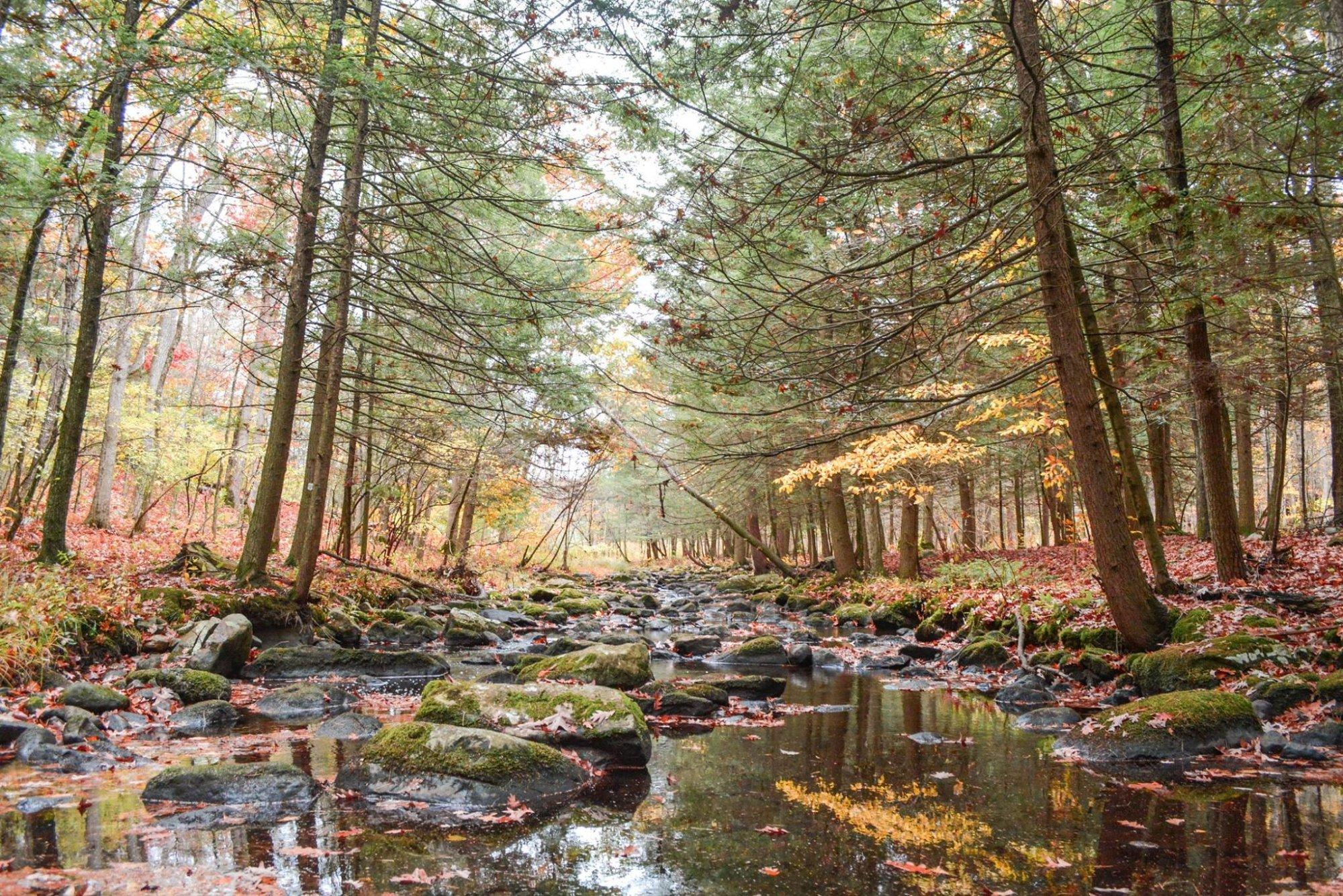 Stokes State Forest