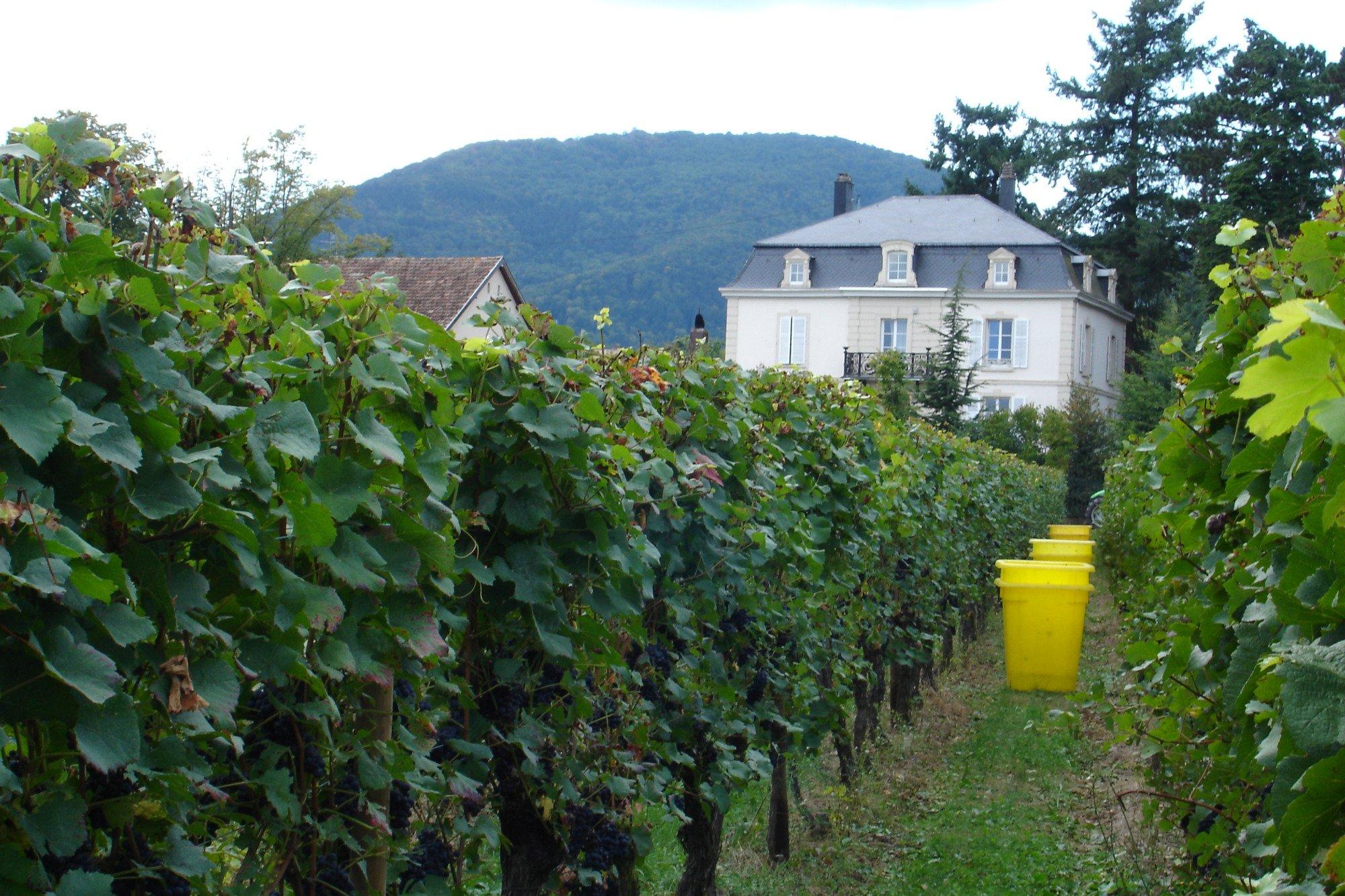 La Cave Du Vieil Armand