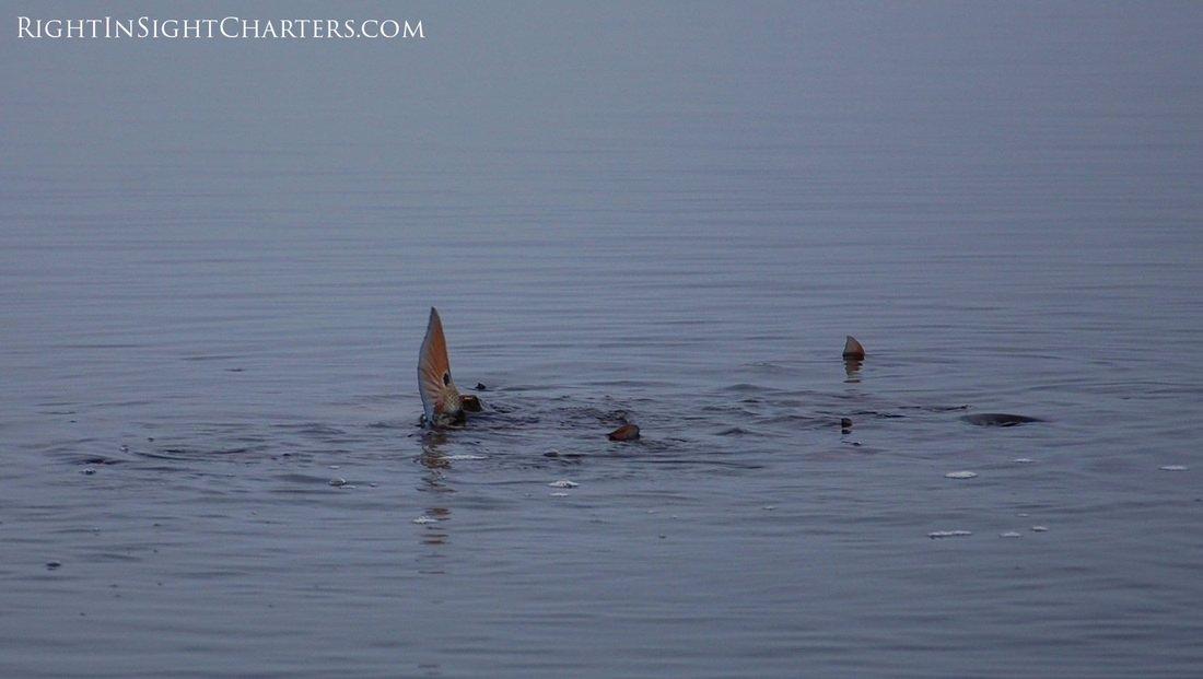 Right in Sight Charters