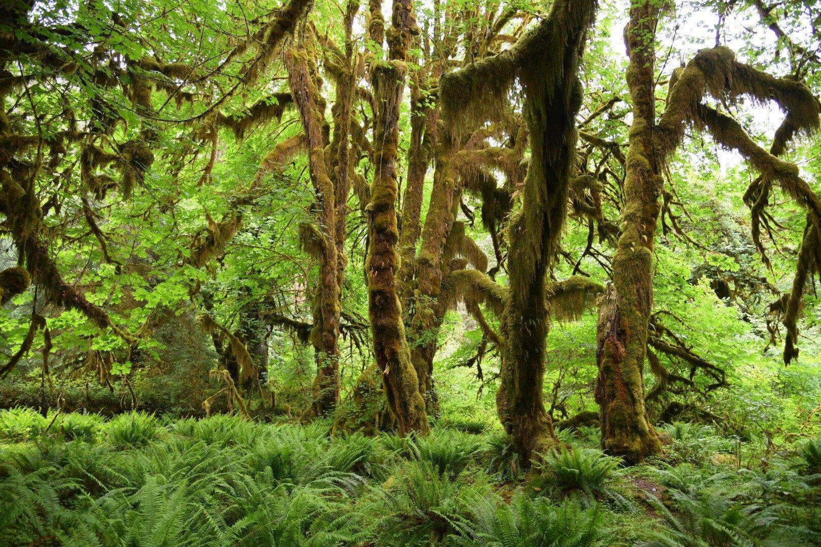 Olympic National Forest
