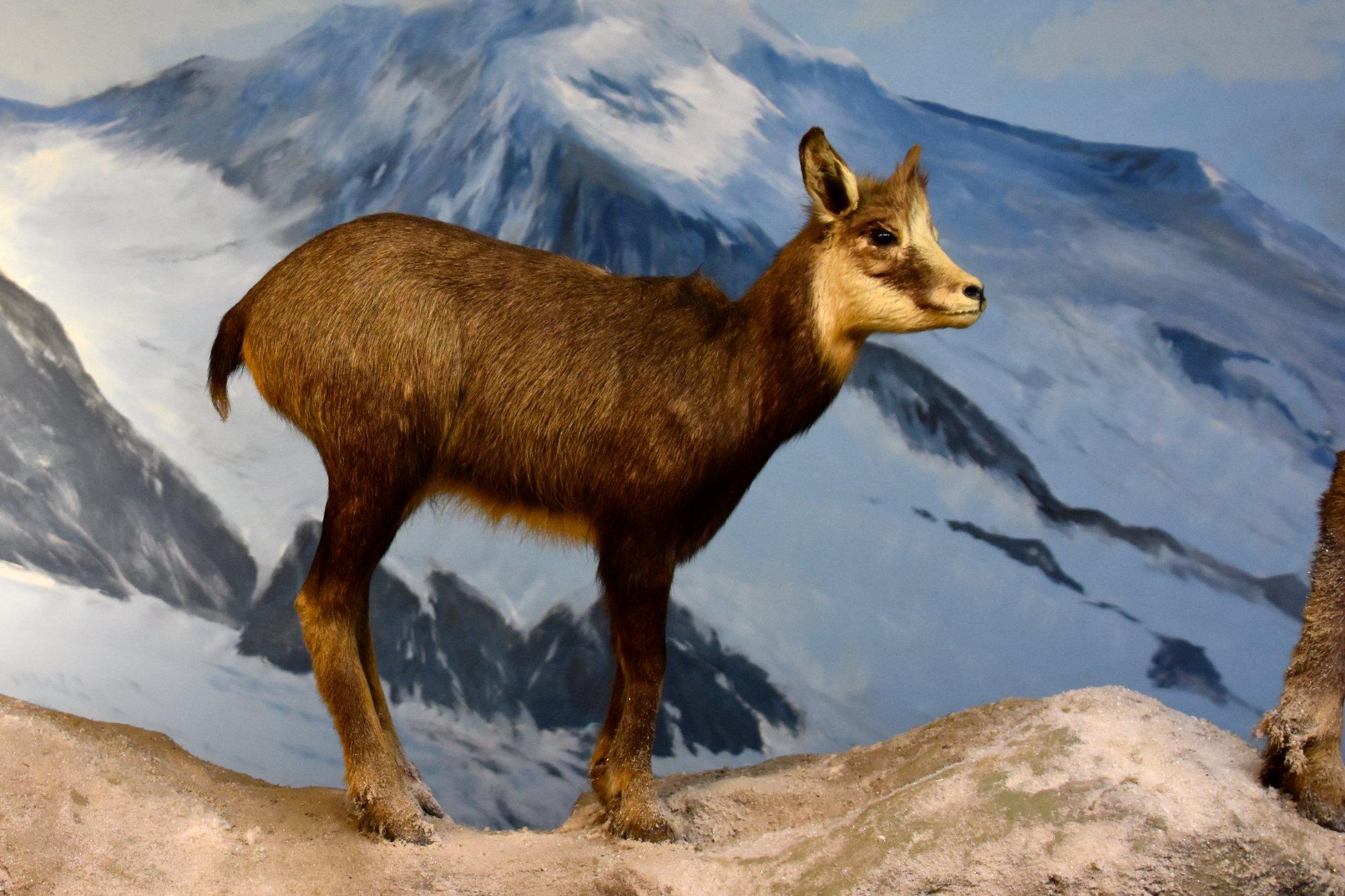 Natuurdiorama Holterberg