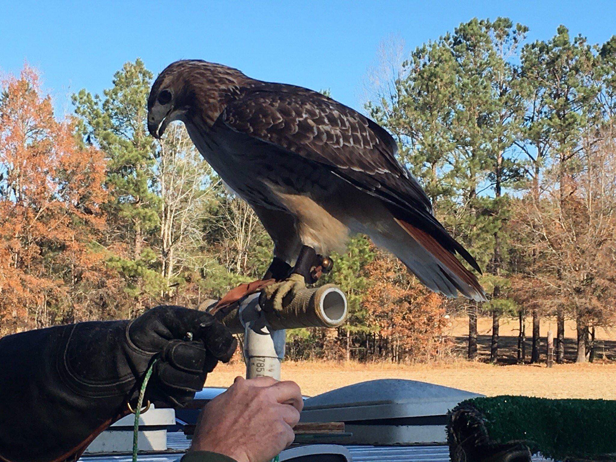 Hawk Manor Falconry