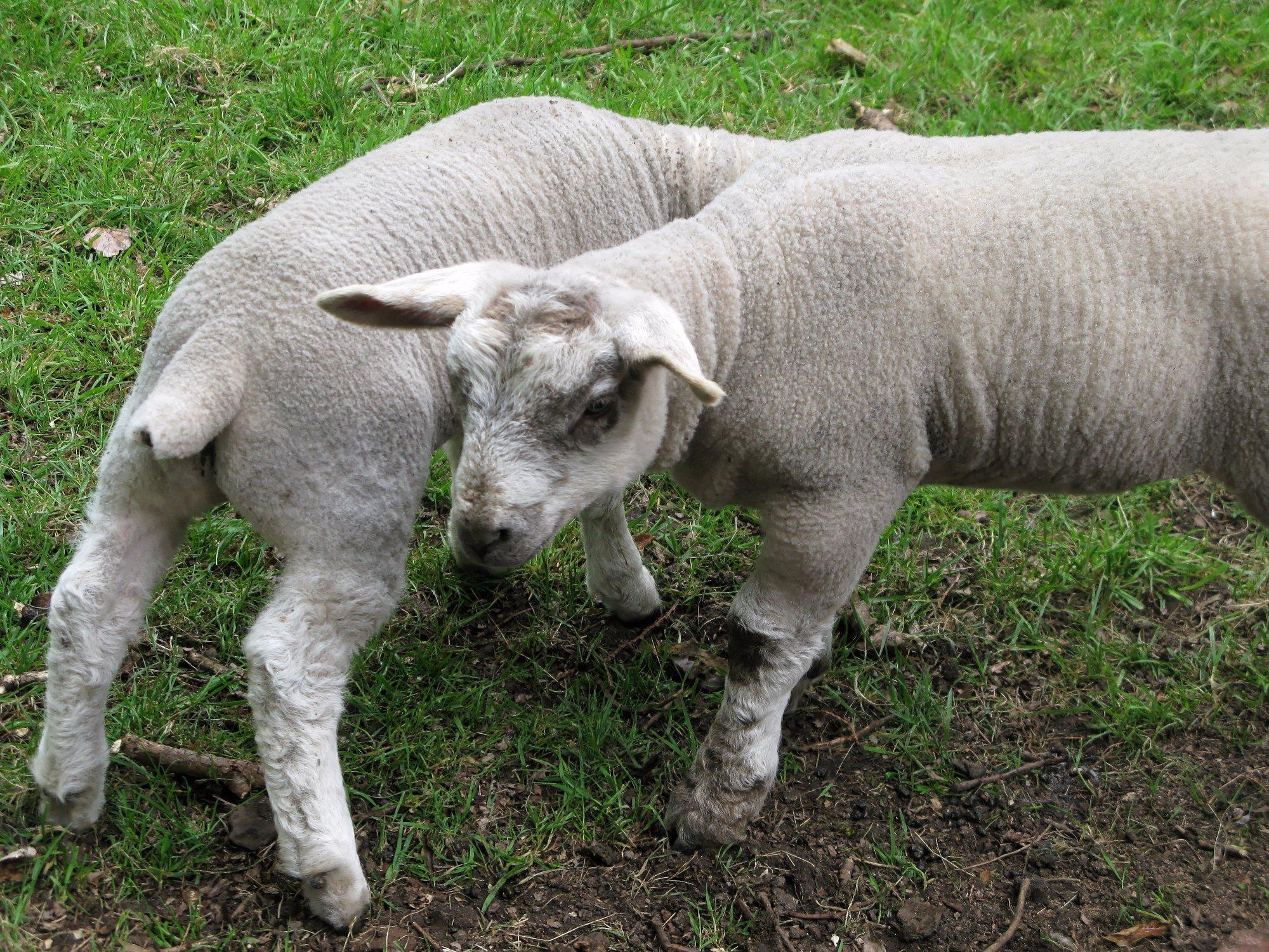 Langleybury Children’s Farm