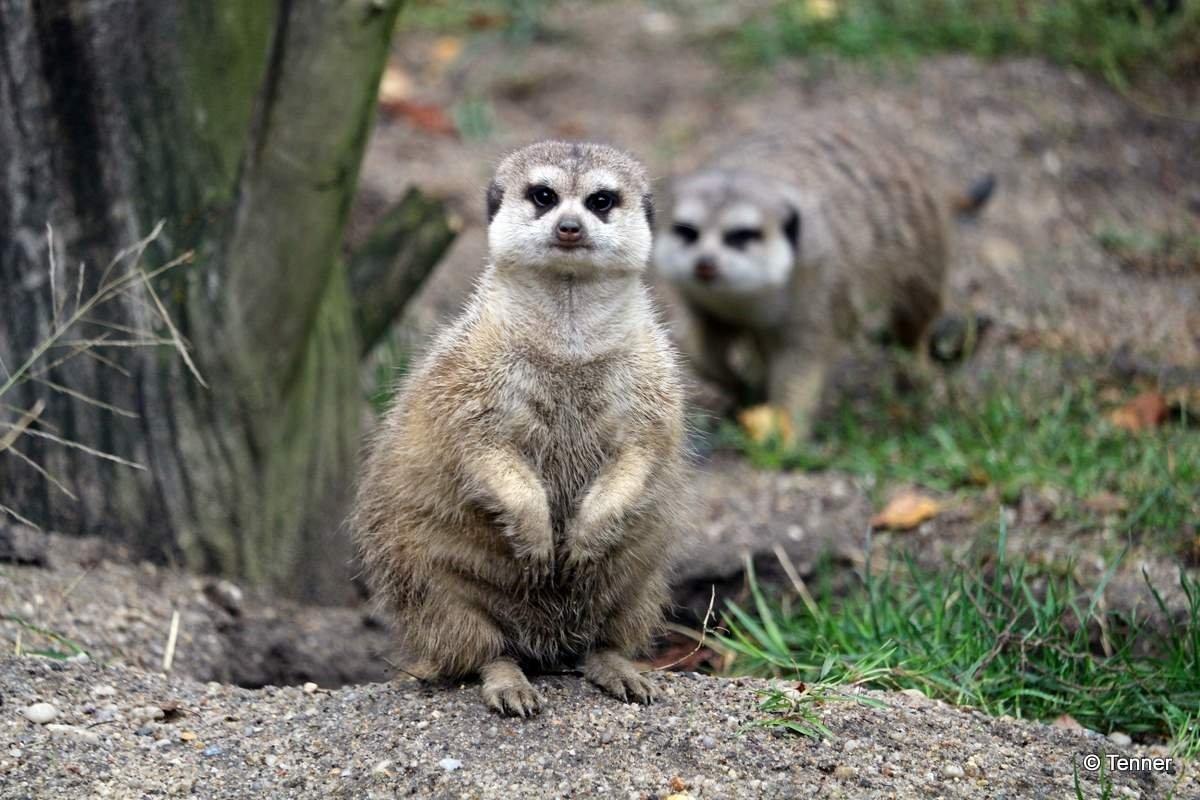 Tierpark Weißwasser