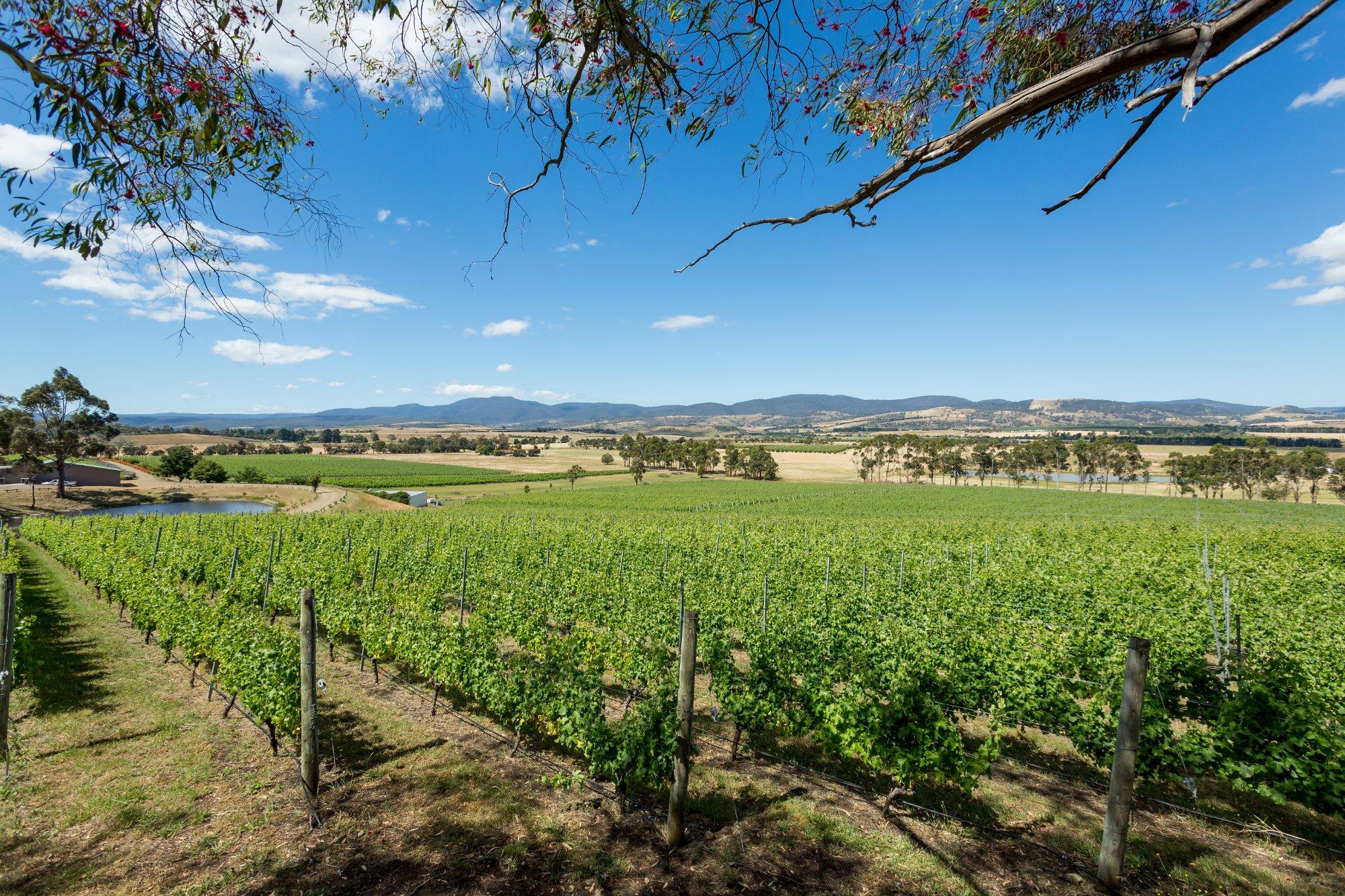 Domaine A Stoney Vineyard