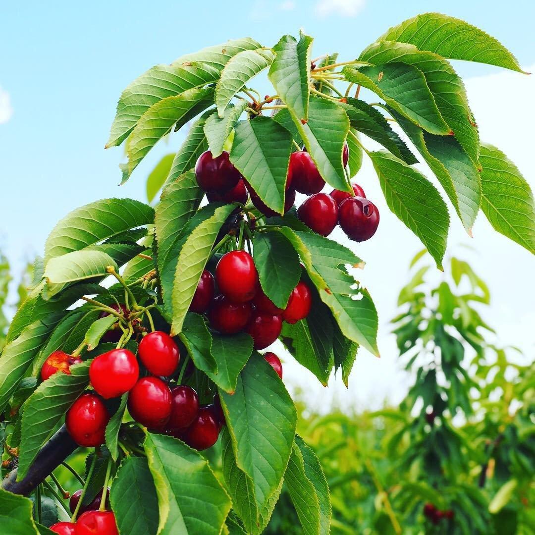 Ballinaclash Fruit & Wine