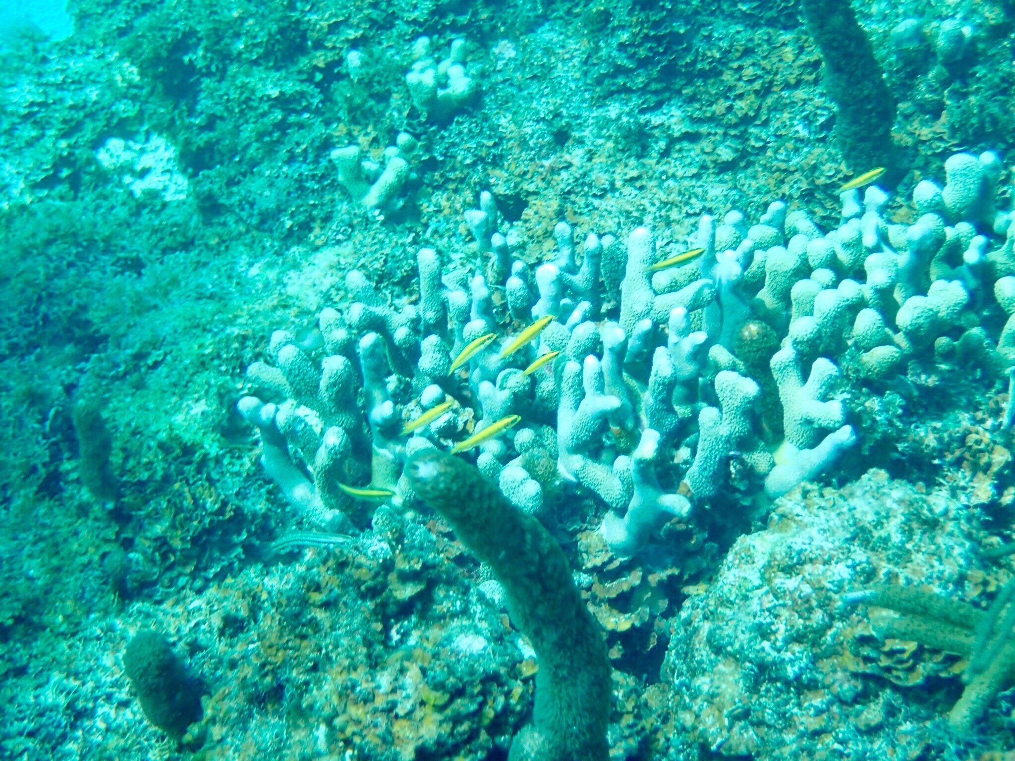 Aqua Adventure- Fajardo