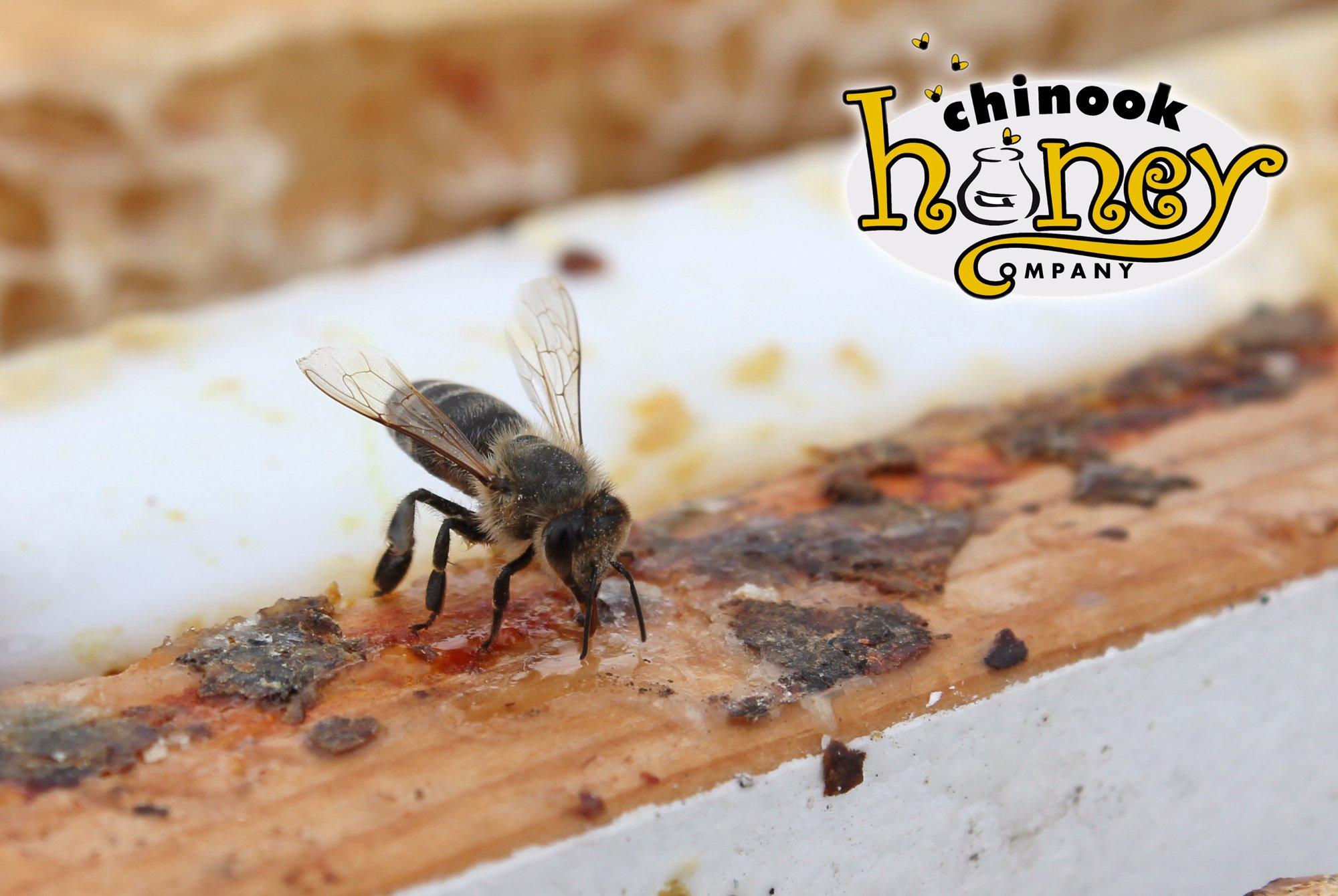 Chinook Honey Company