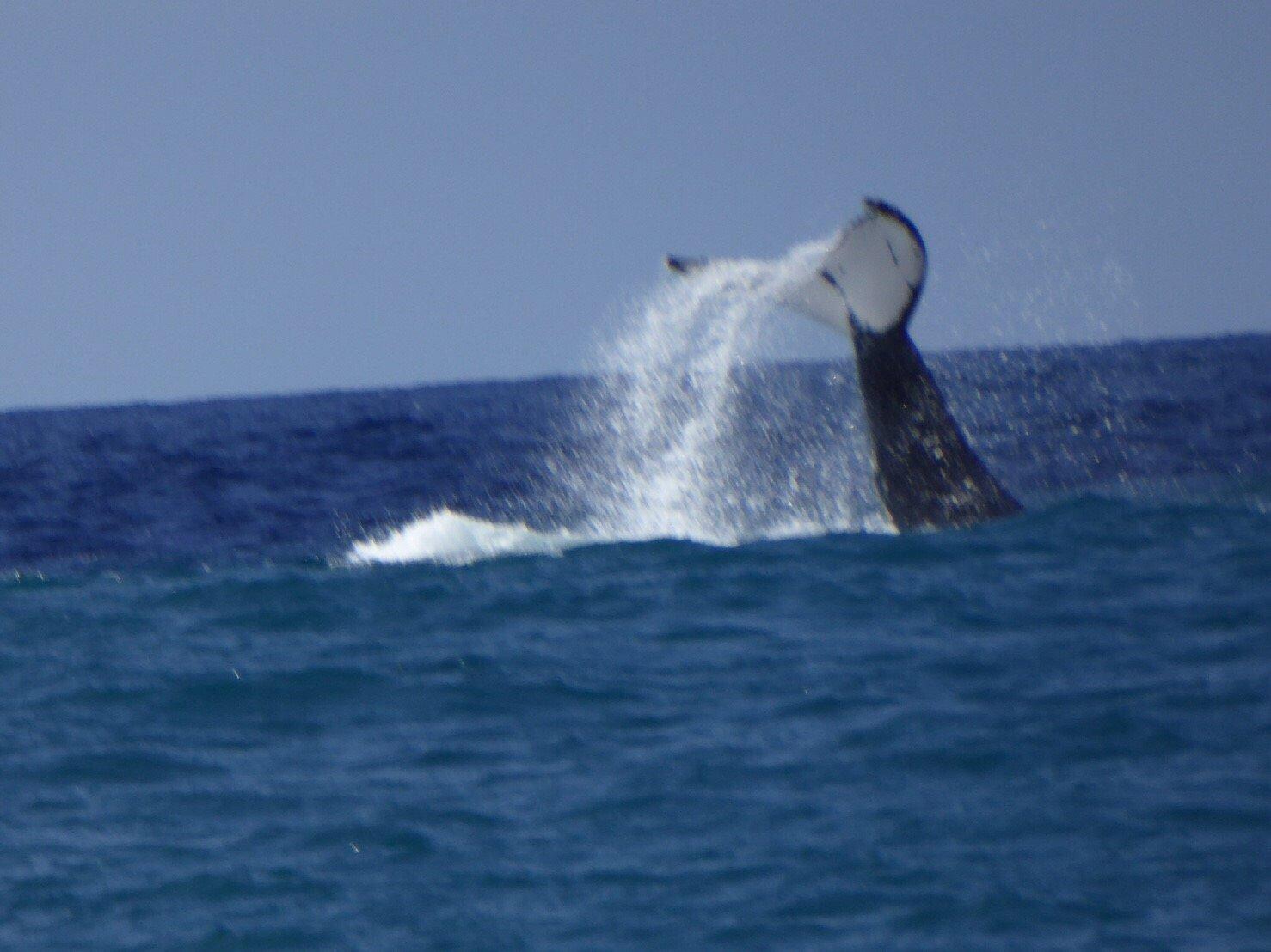 Photo by Safari807884