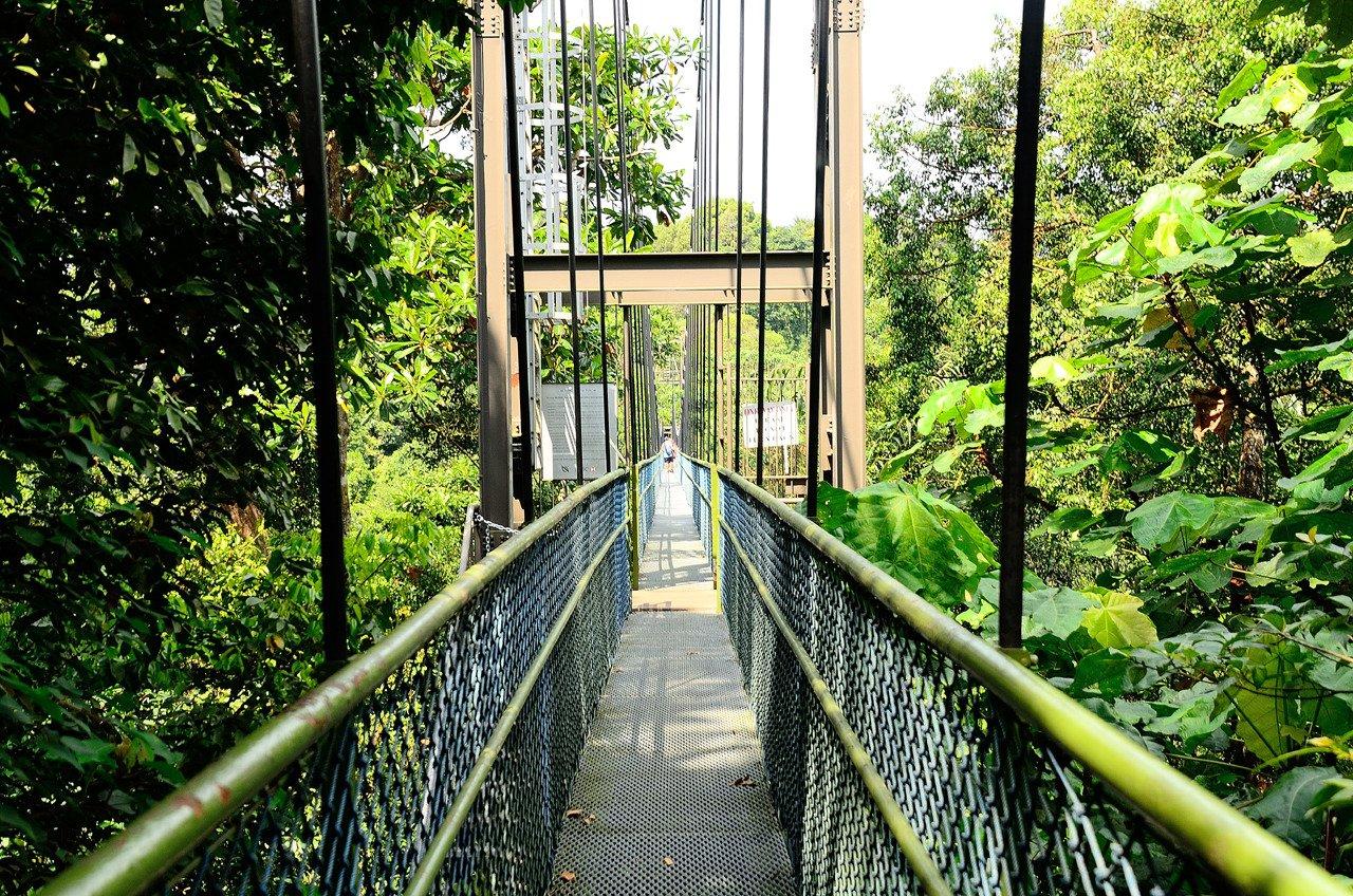 MacRitchie Nature Trail