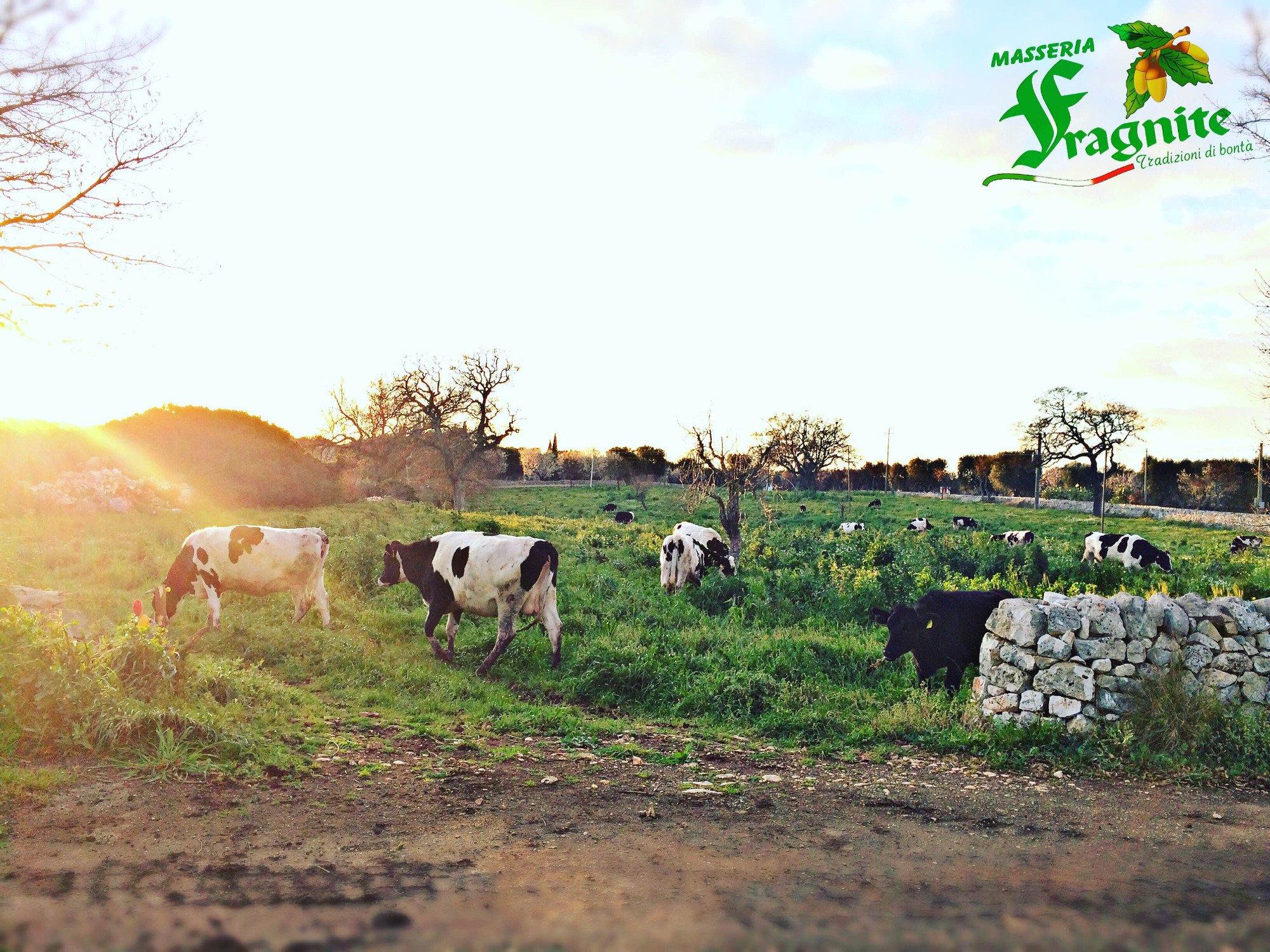Masseria Fragnite