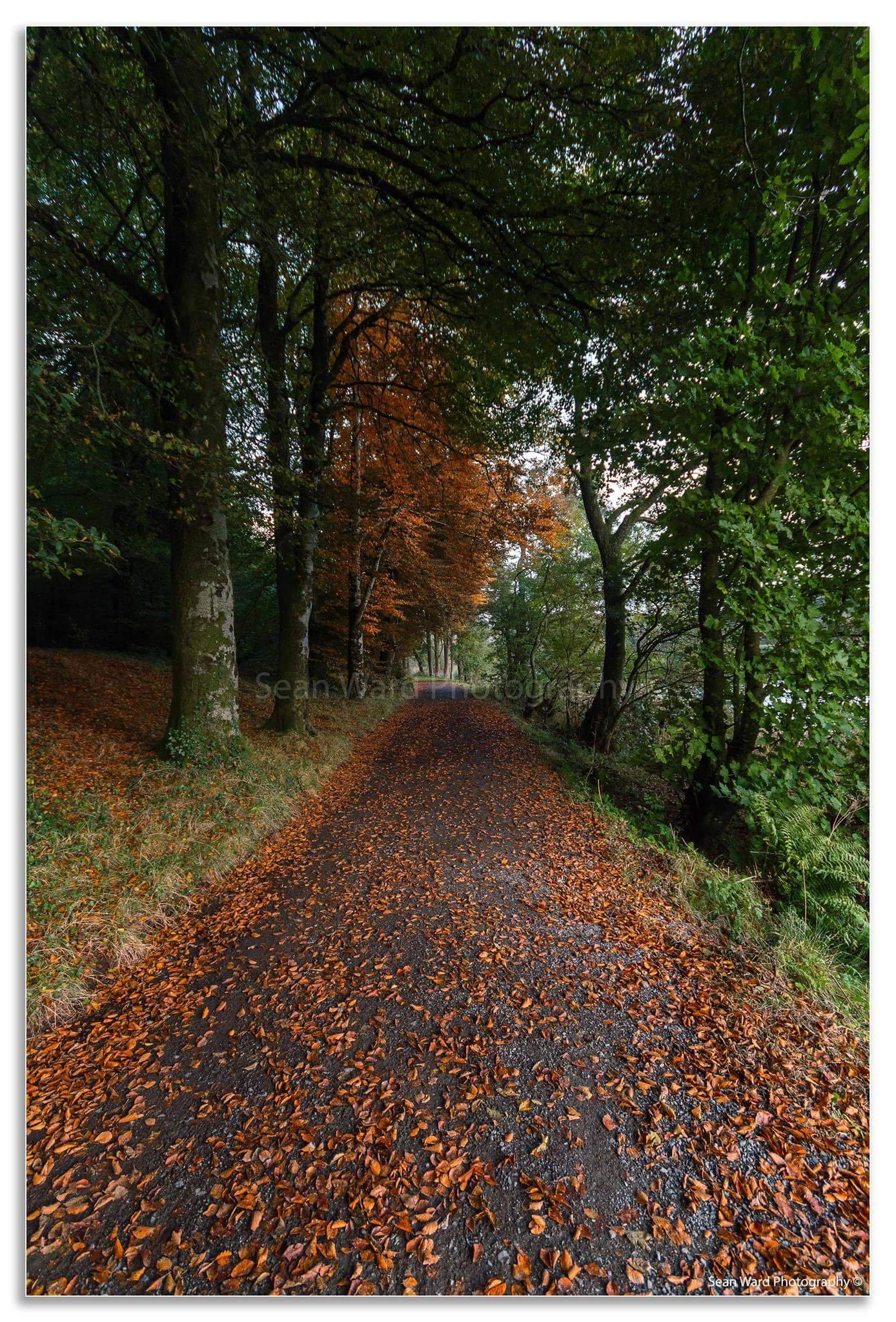 Bailieborough Castle Forest Walk