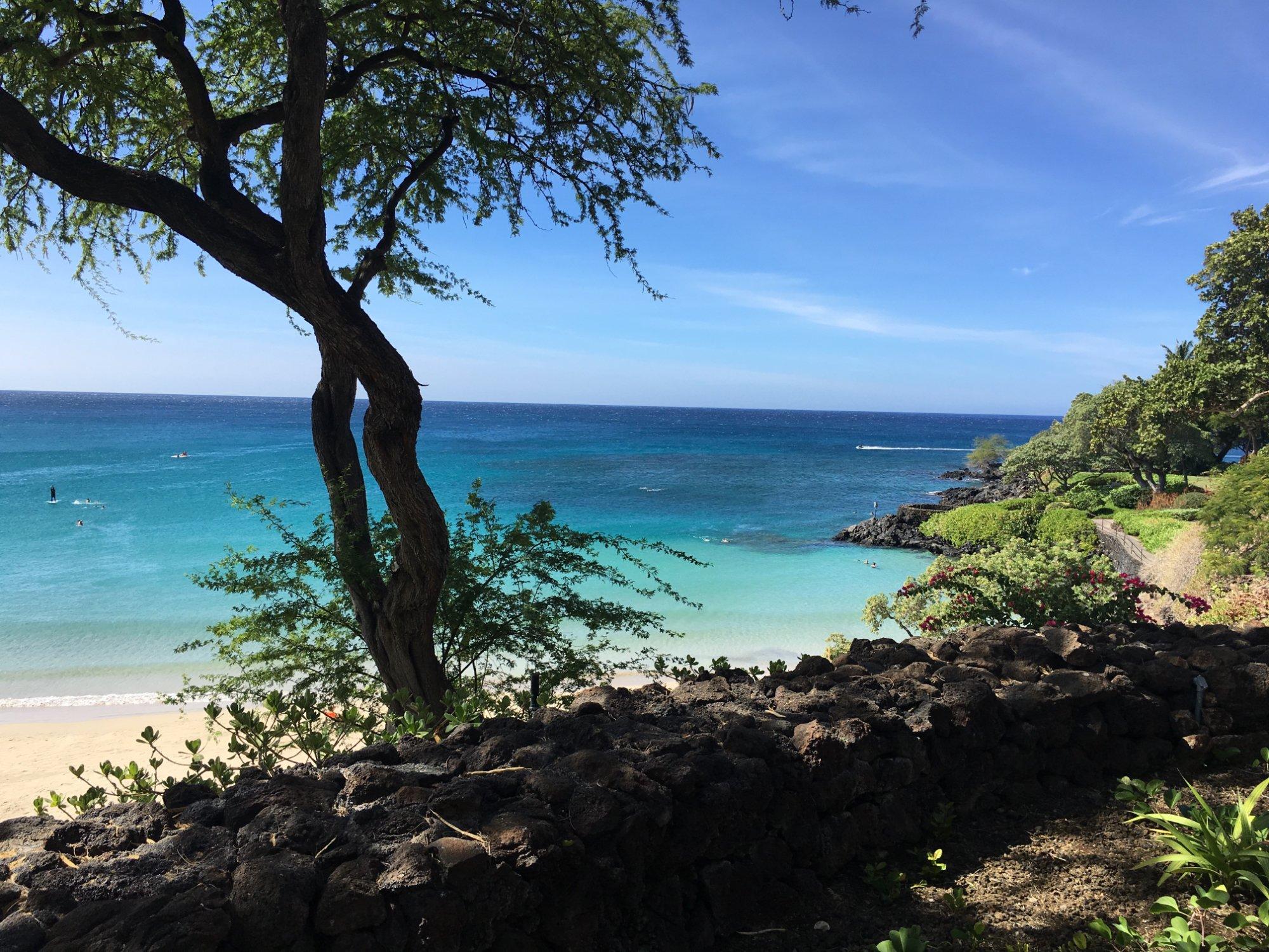 Hau Tree At Mauna Kea