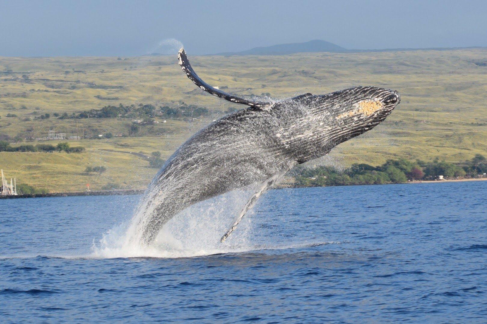 Kohala Blue Sail Hawaii